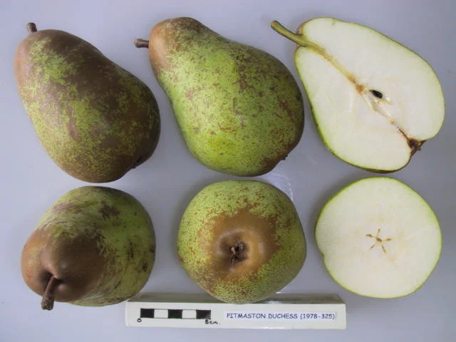 Pitmaston Duchess, a 19th century perry pear originally from Worcestershire. Picture credit: UK National Fruit Collection. Contains public sector information licensed under the Open Government Licence v2.0.