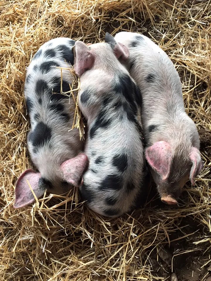 Gloucestershire Old Spot piglets