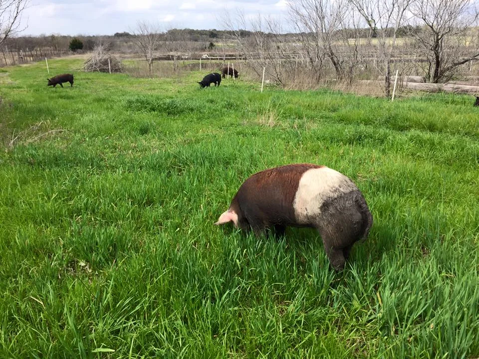 pigs4.jpg