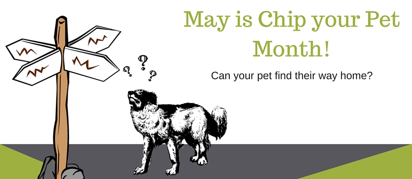 05-May-is-Chip-your-Pet-Month.jpg