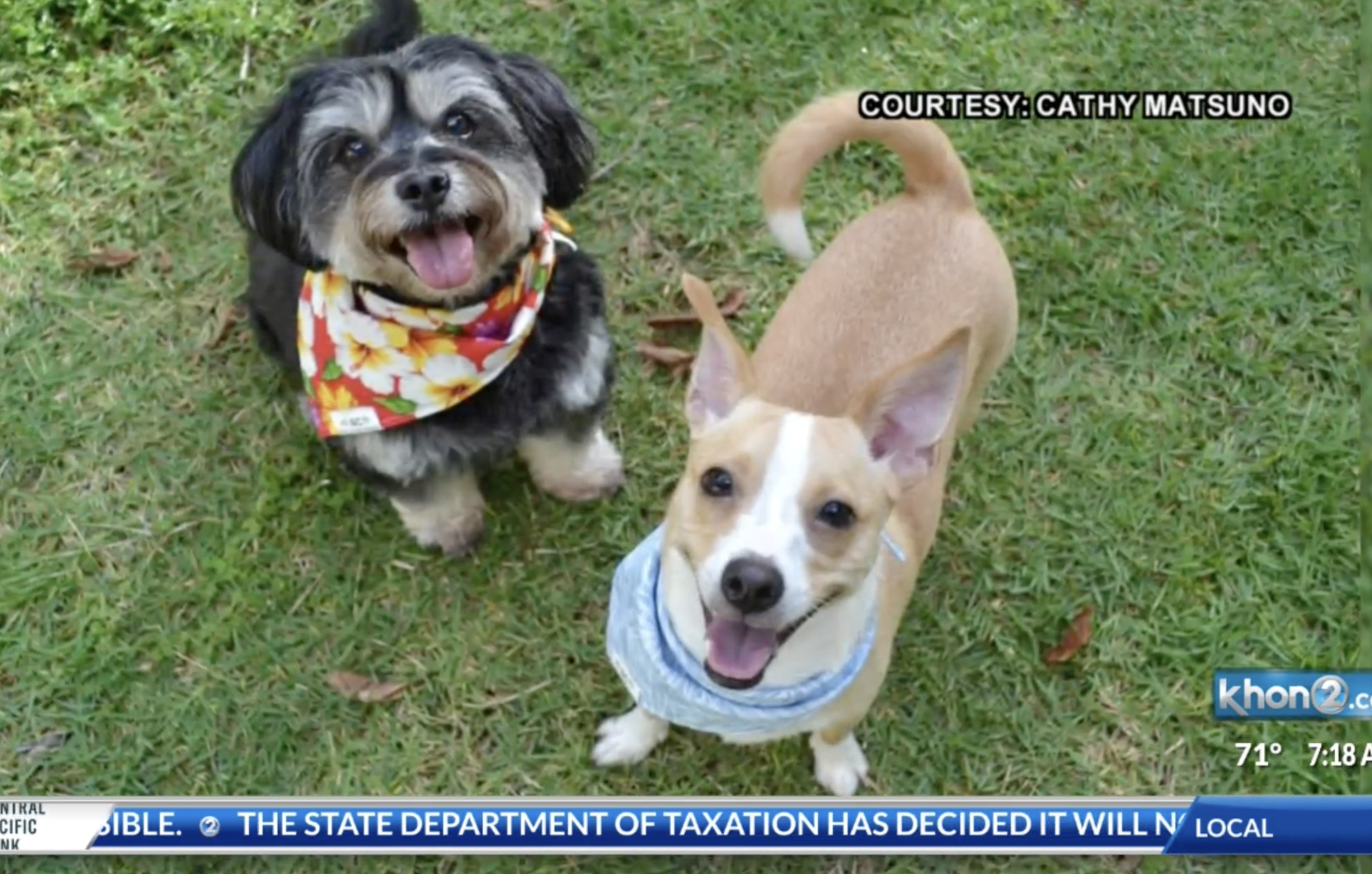 Kupuna Caregiver: Canine Caregivers Molly and Cooper