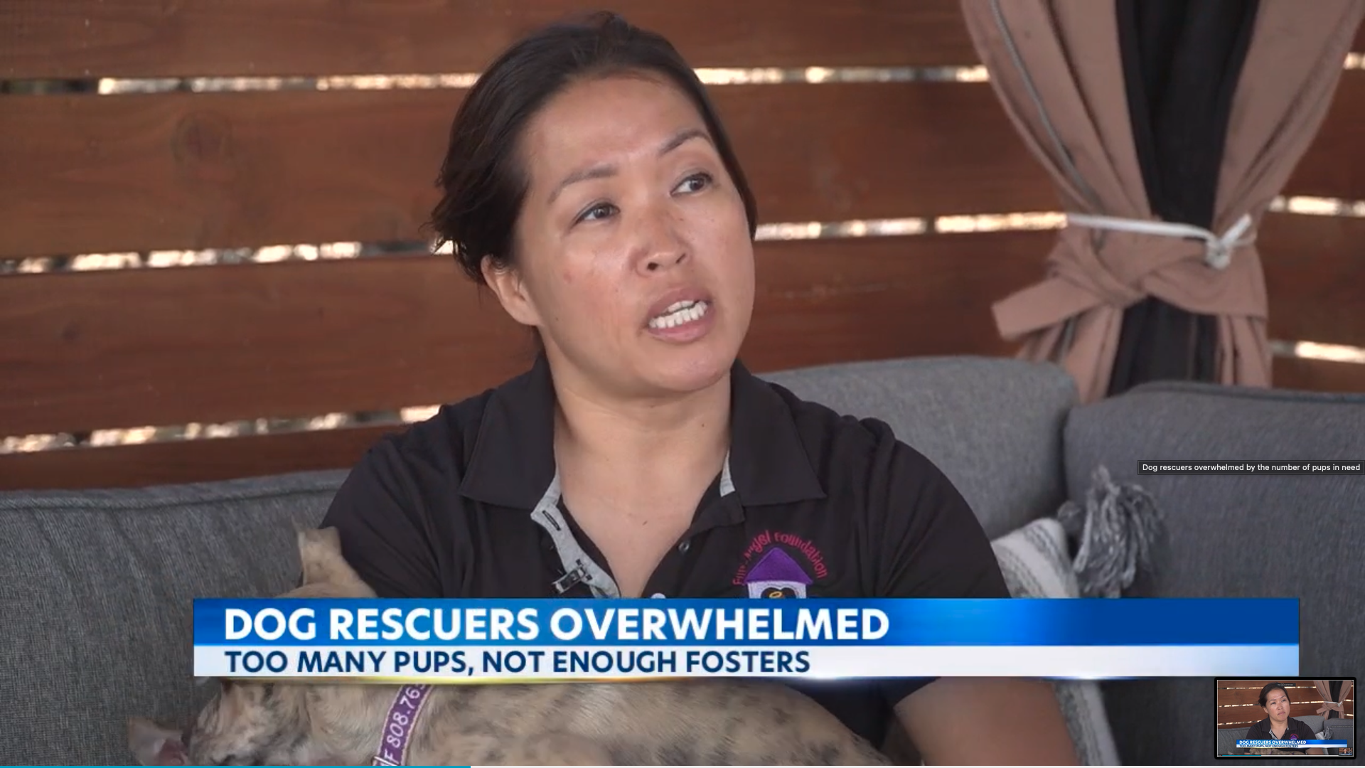 KITV: Dog Rescuers Overwhelmed