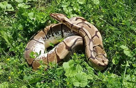 snake.jpg