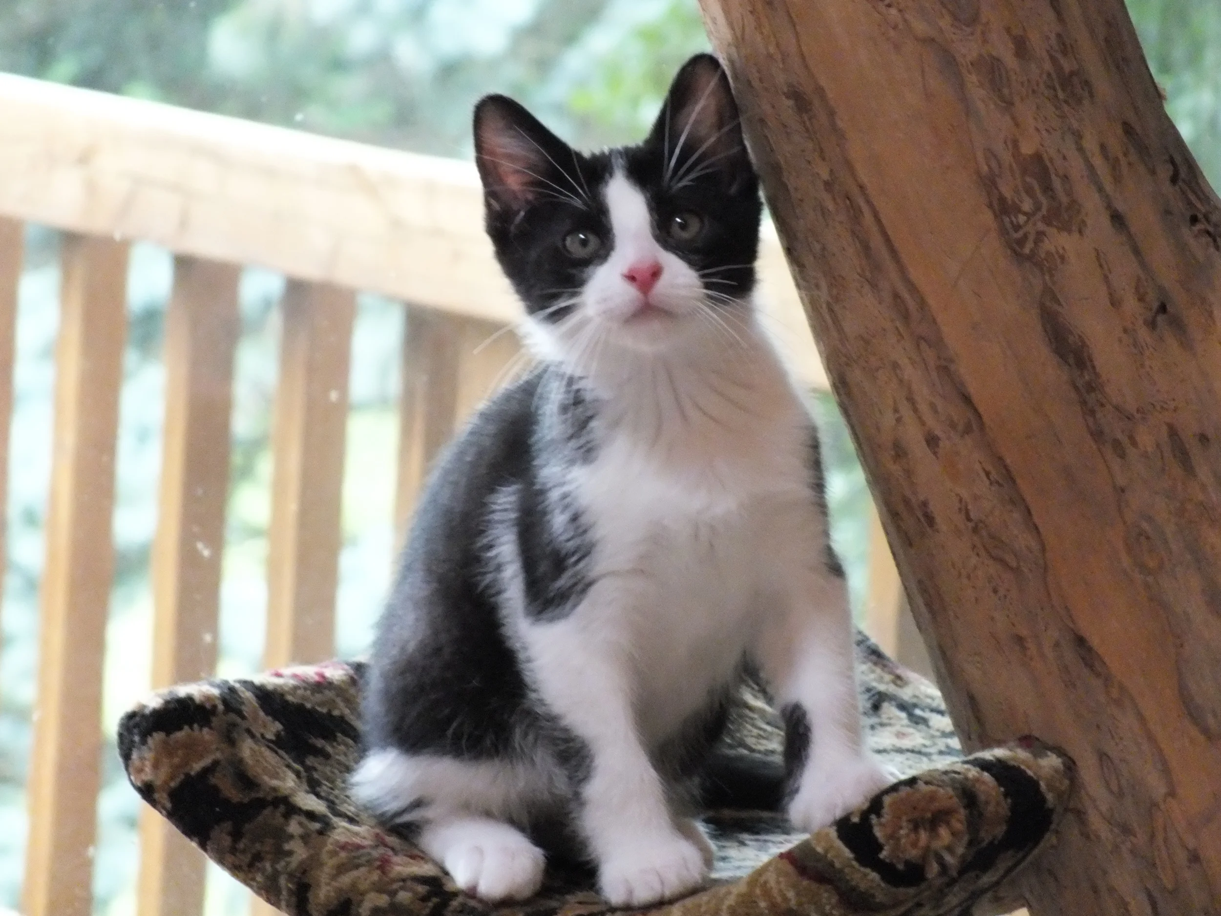 2015 Session 1 — Kitten Academy