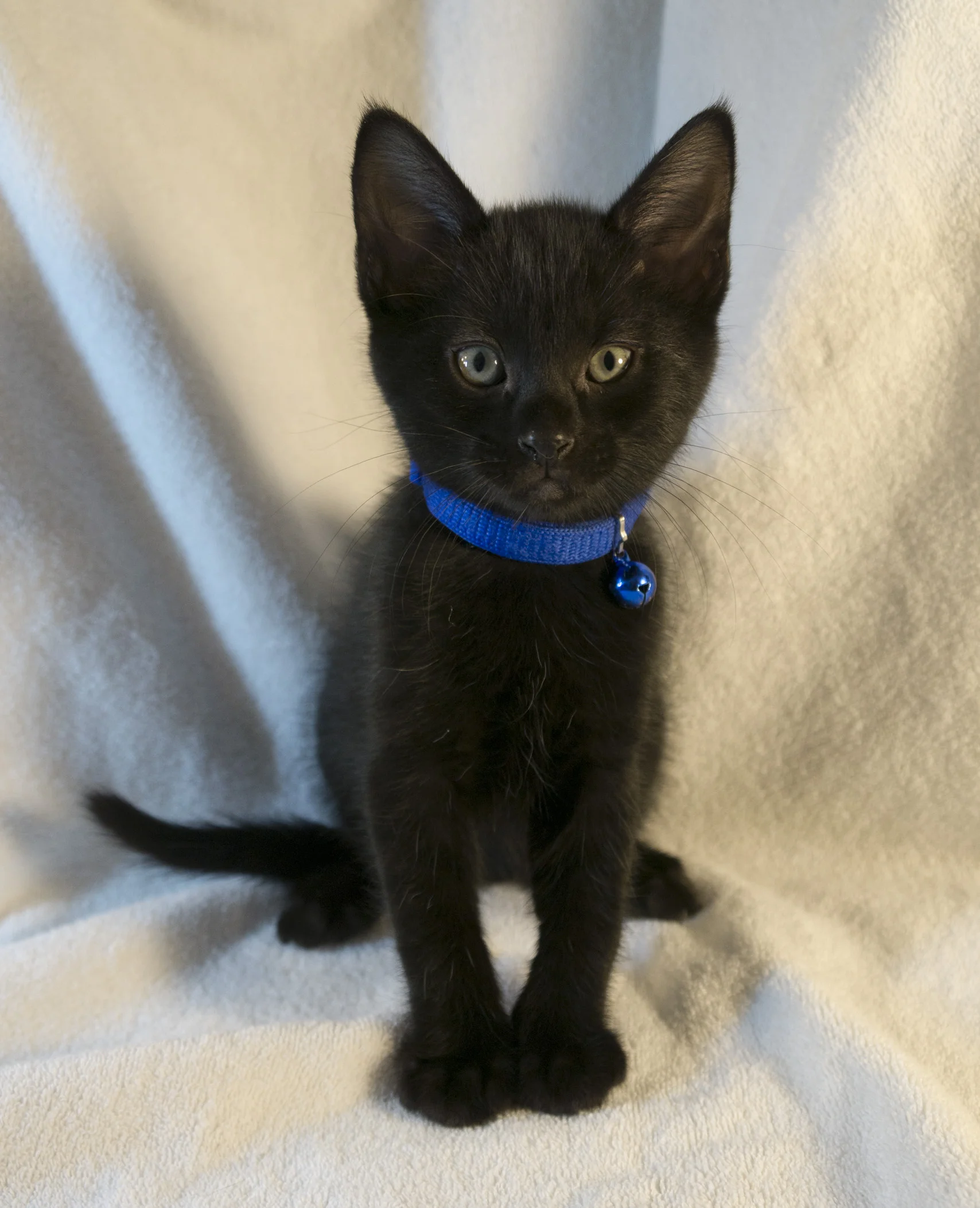 Lieutenant Broccoli is one of the two boys in the litter, and he also loves his people. Playful and affectionate in equal parts, he'll make a fine feline friend.