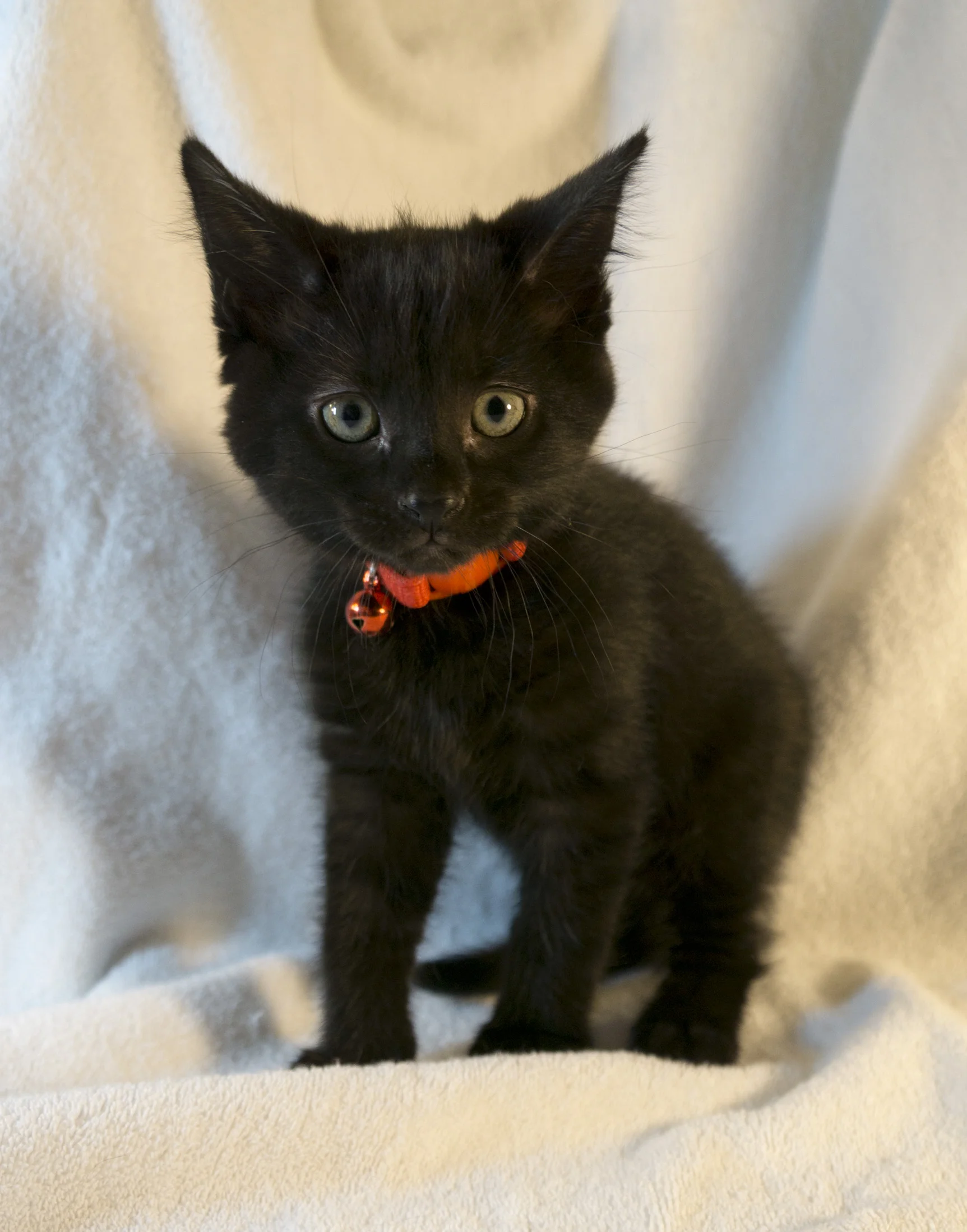 Riker is the other boy in this group. Rambunctious and adventurous as his namesake! 