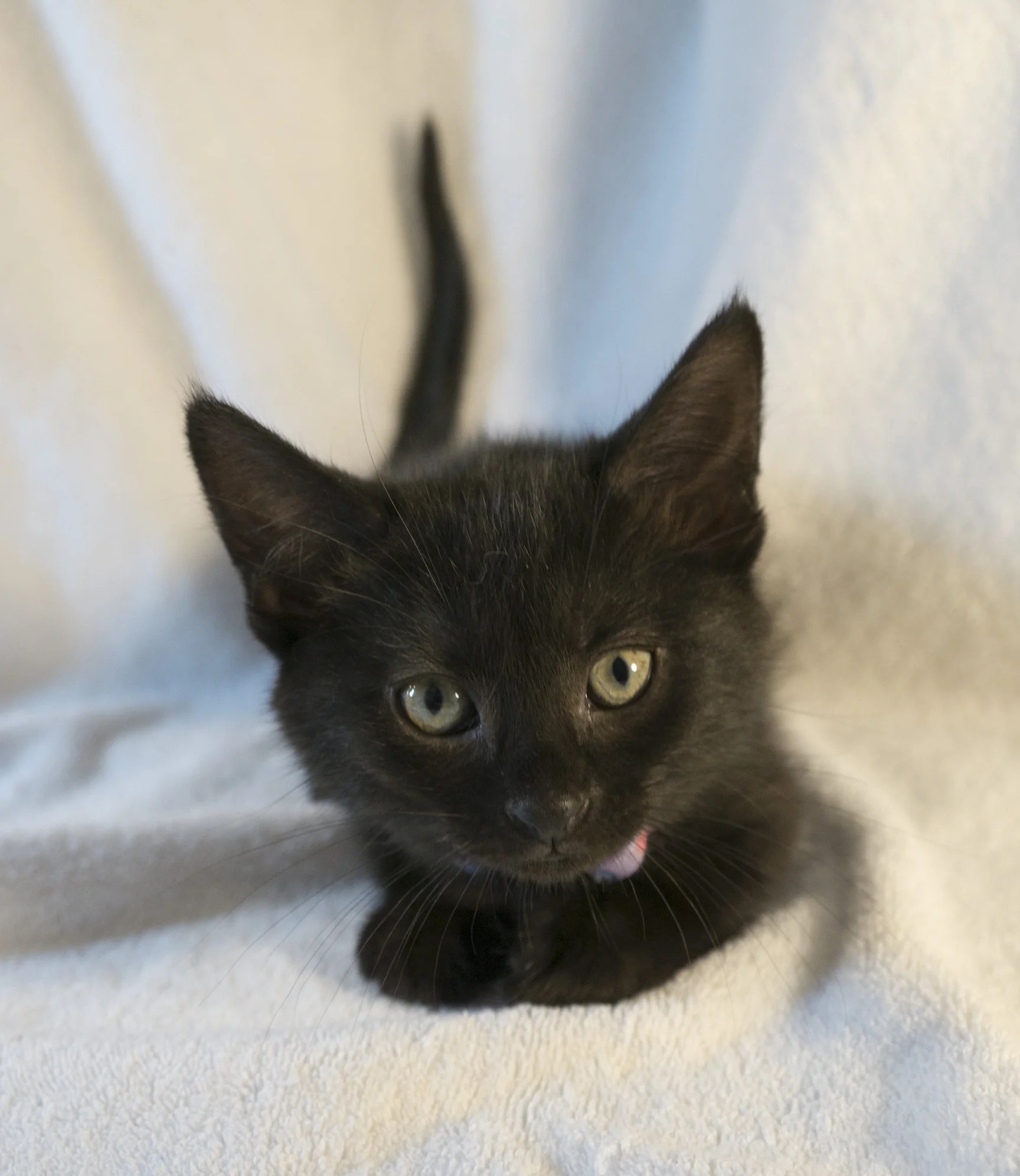 Seven was the seventh of the litter to arrive. She's the smallest, but she makes up for her small size with energy!