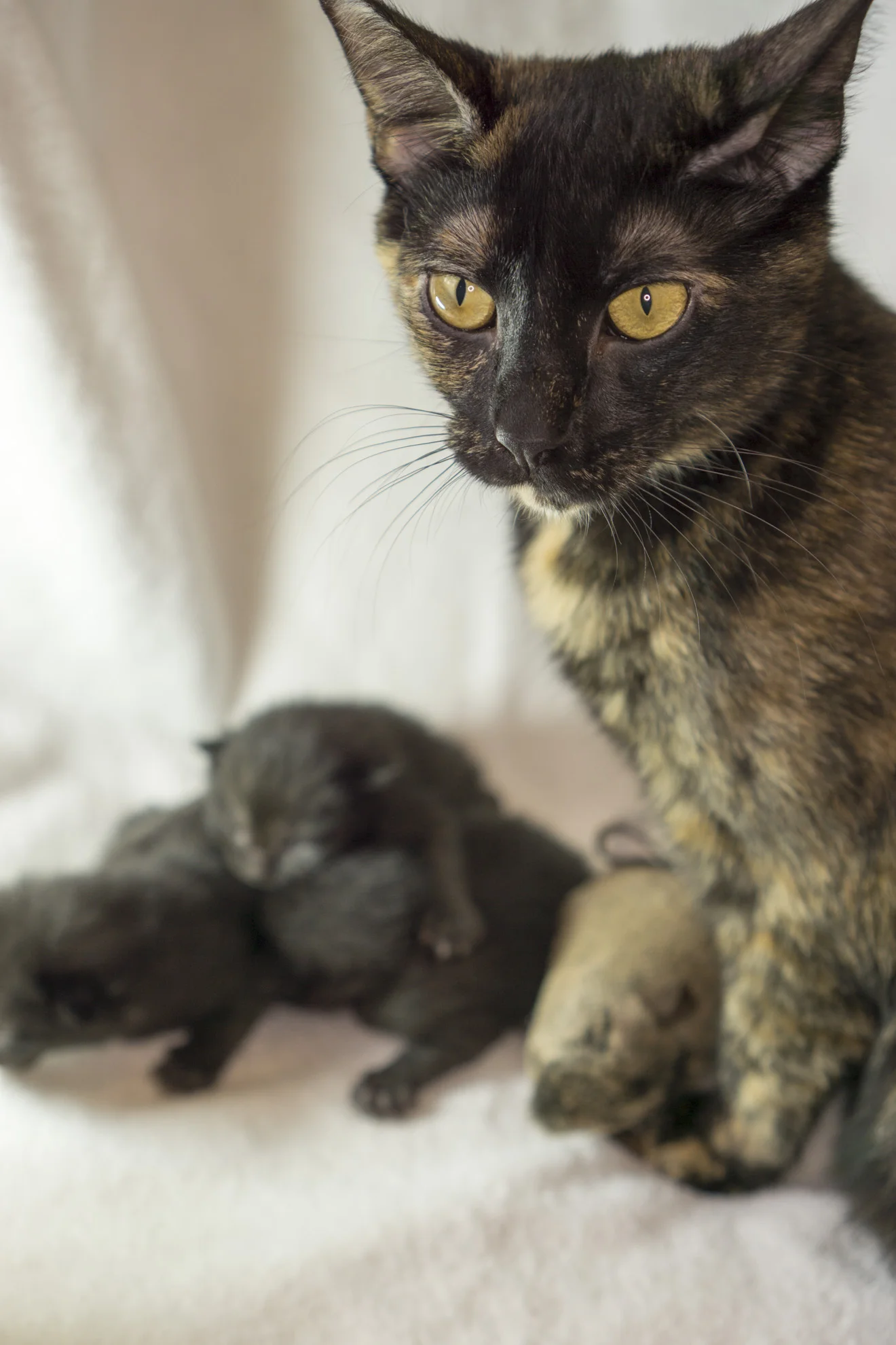 We'll have to get a new photo of Hazel soon - here's an archive shot from several weeks ago.