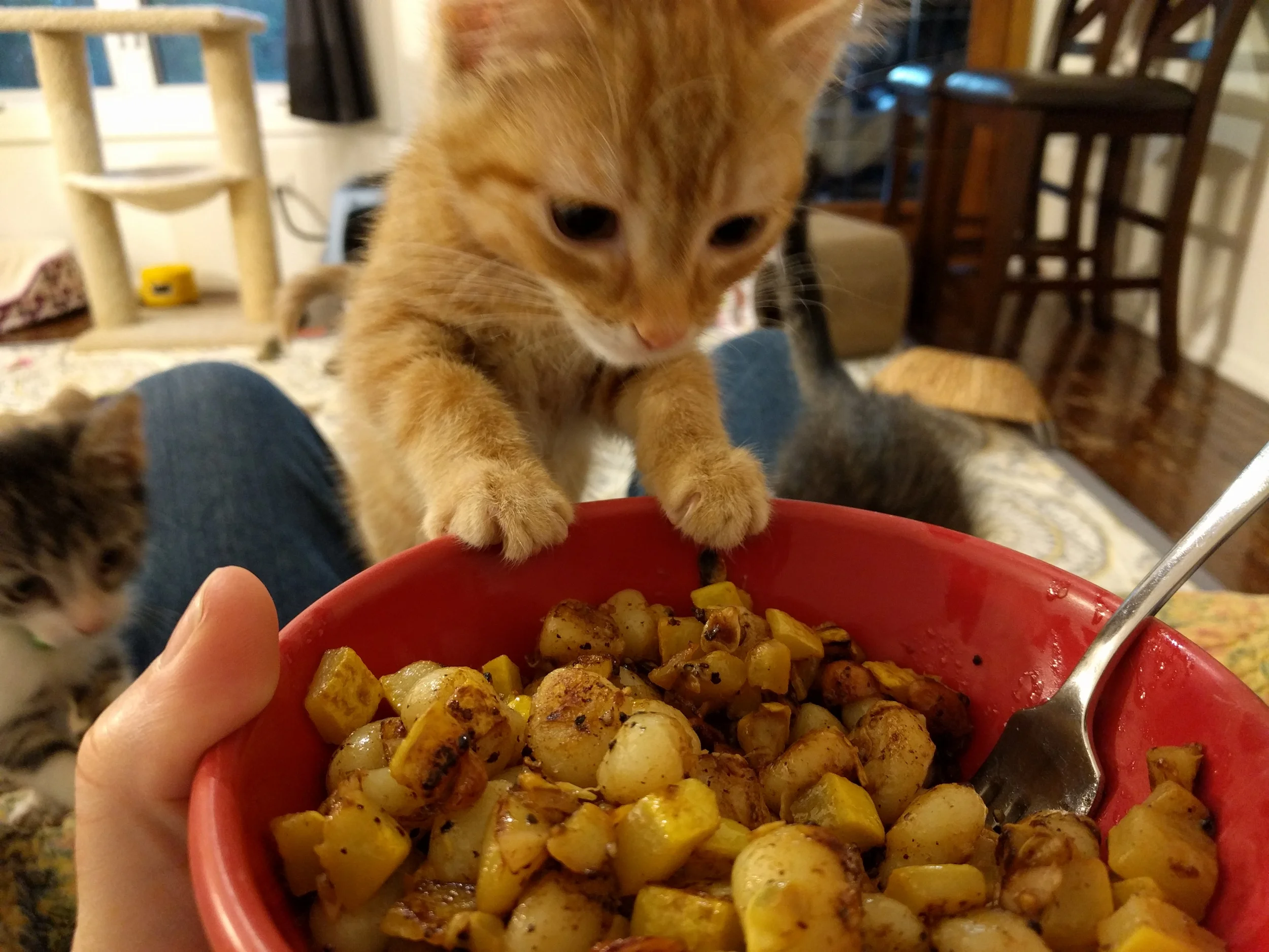 Toffee is so hungry, he'll eat potatoes and squash!