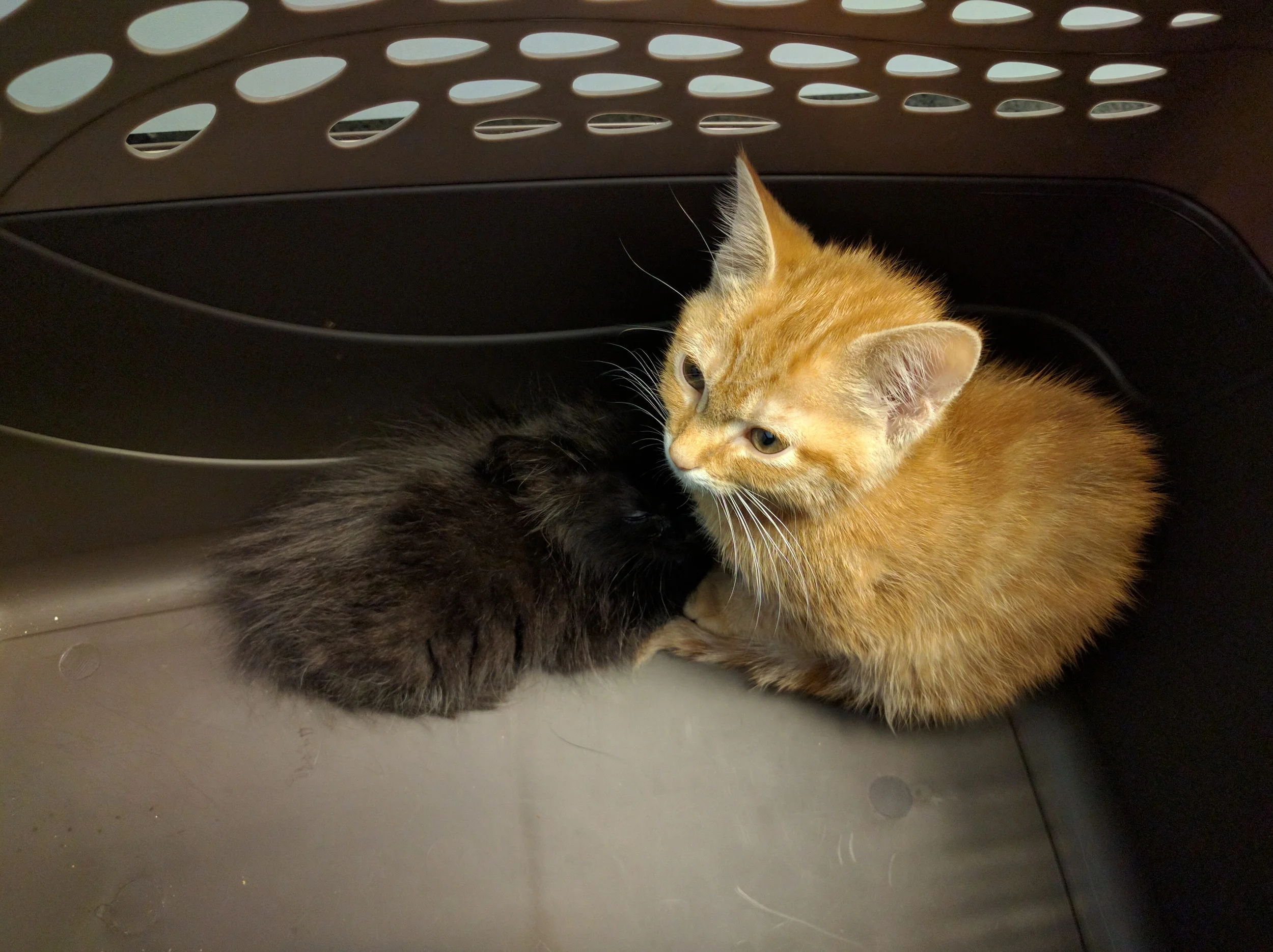 Toffee and Poppy visit the vet.