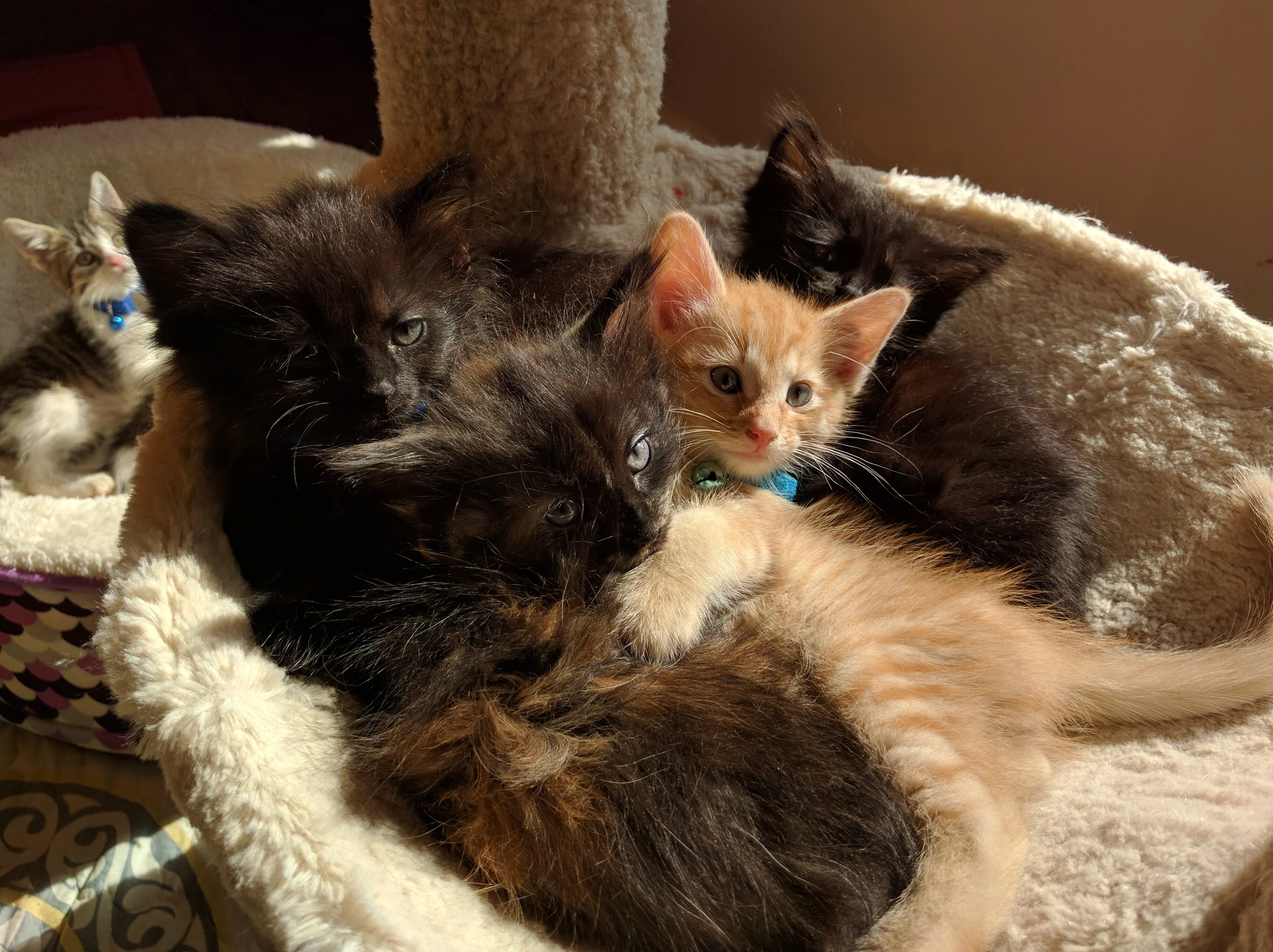 We don't have a photo of Mom on our phone, so accept this photo of Nutmeg and the Spice Girls.
