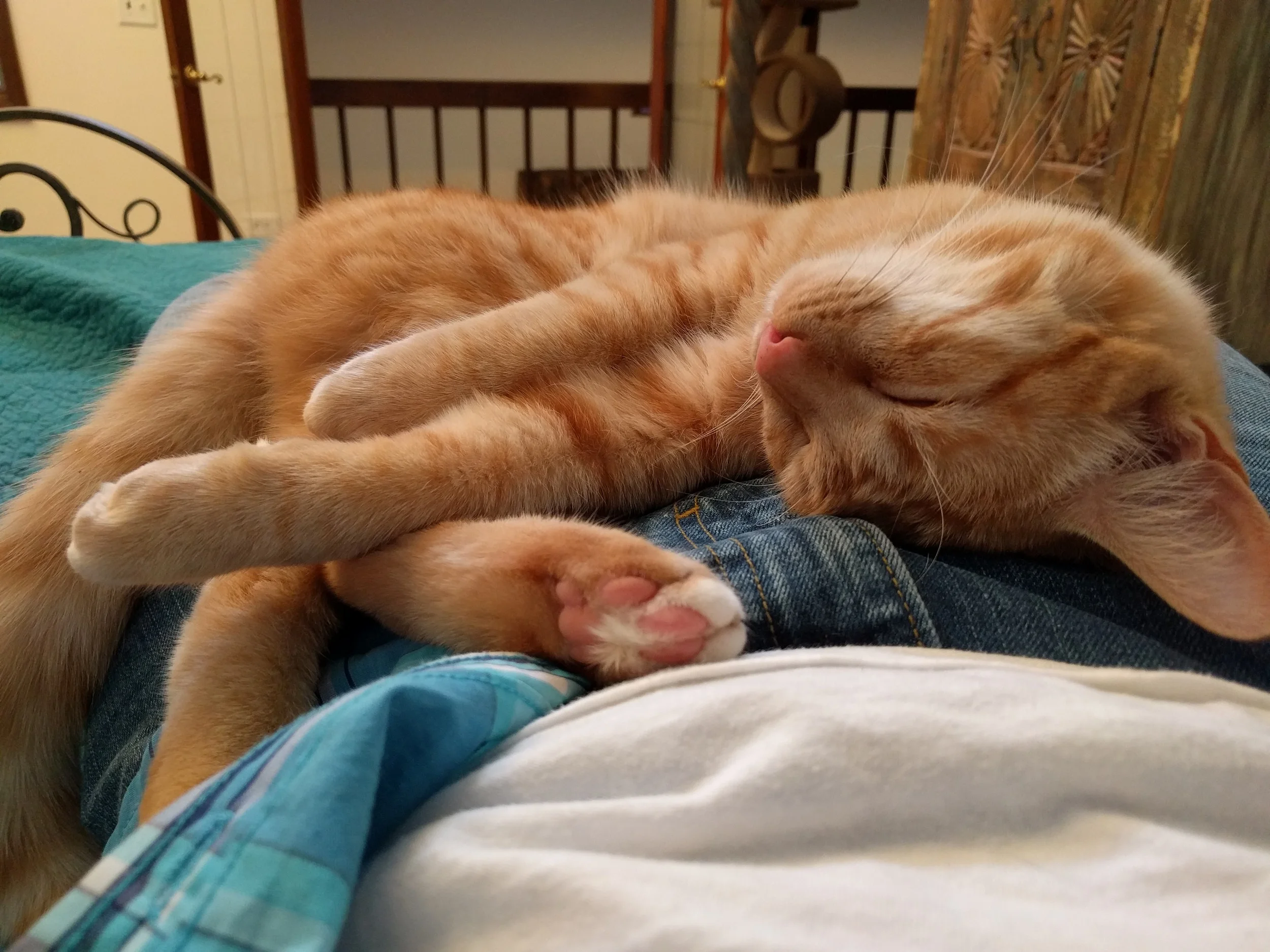 We don't have a photo of Marius, so here's one of Professor Loganberry enjoying a nap.