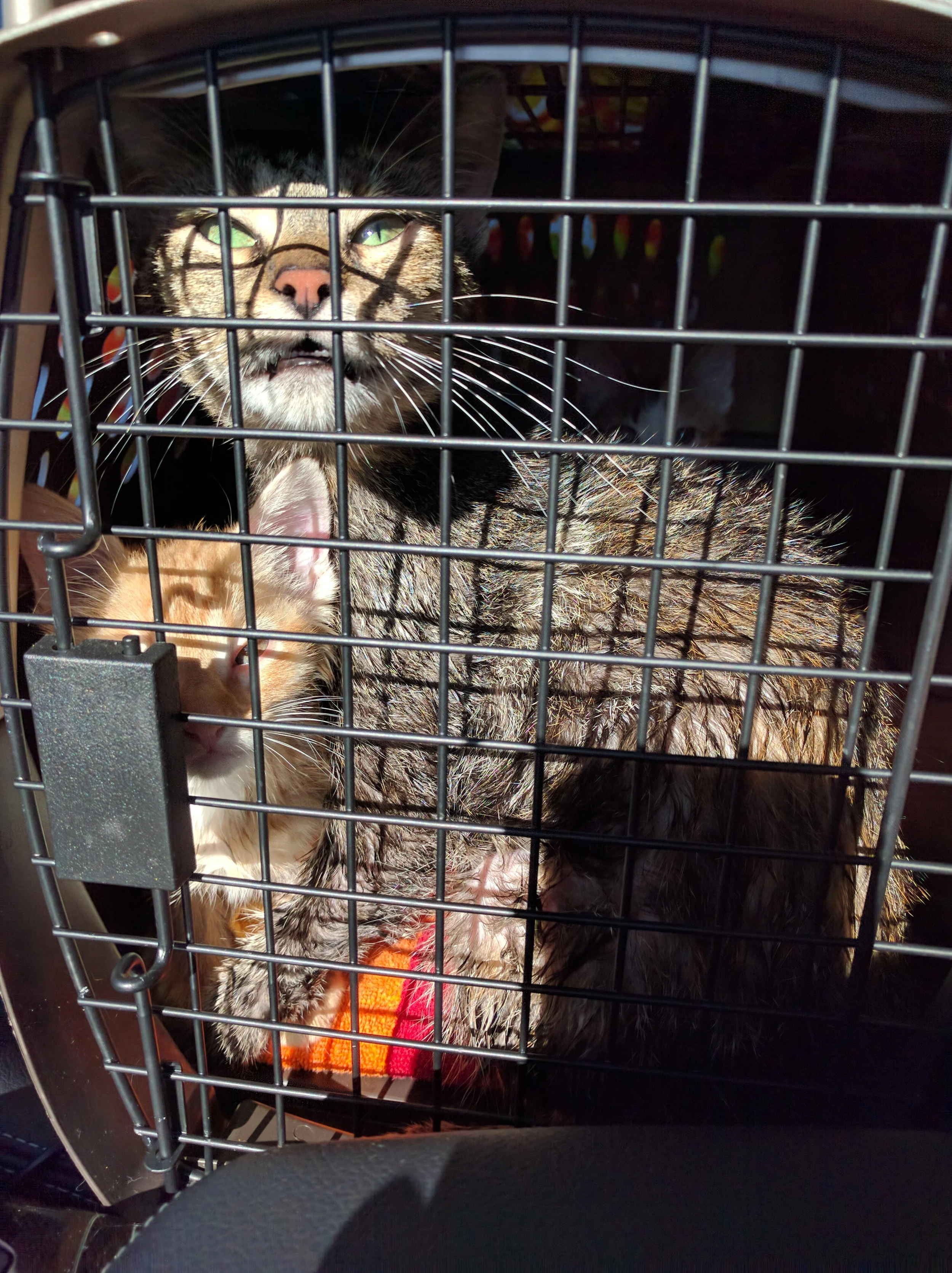Vikki on her way to see the vet, with Toffee.