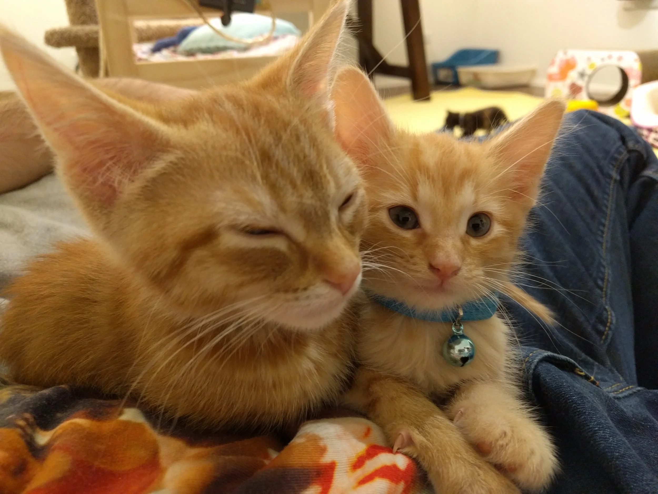 Nutmeg and Toffee. #Bros4Life.