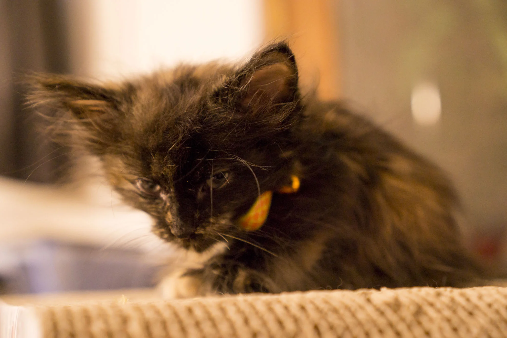 Fennel is annoyed by advertising.