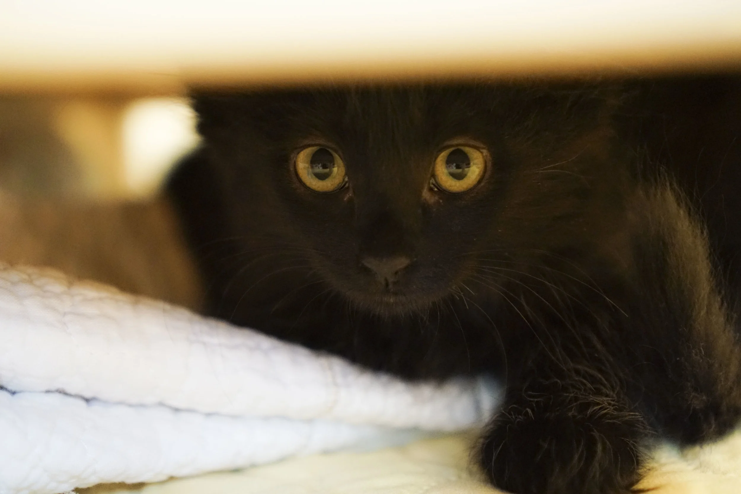 Clove hiding out.