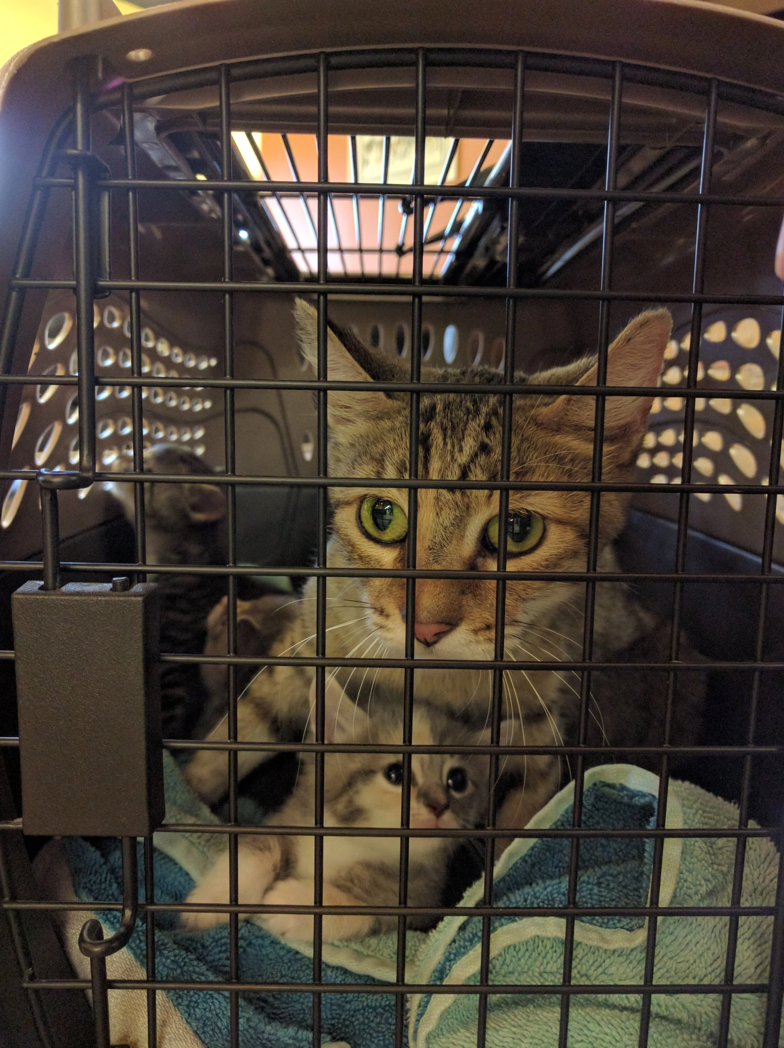 Ivy, Yale, and the rest on the way to the vet.