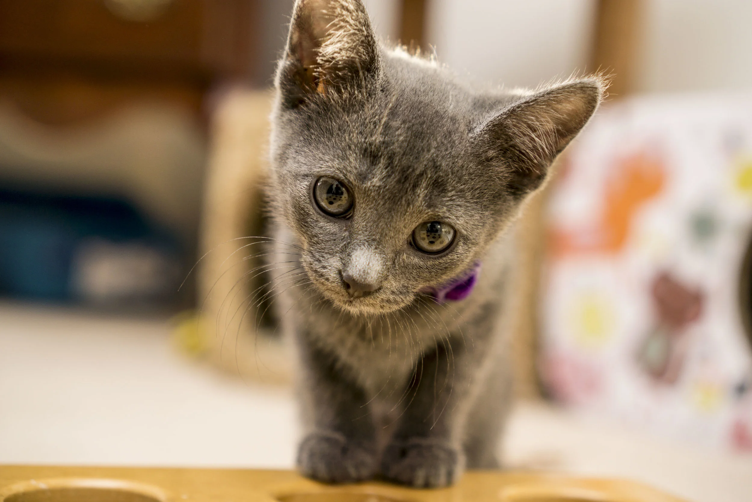 Dusty - Female - Purple Collar