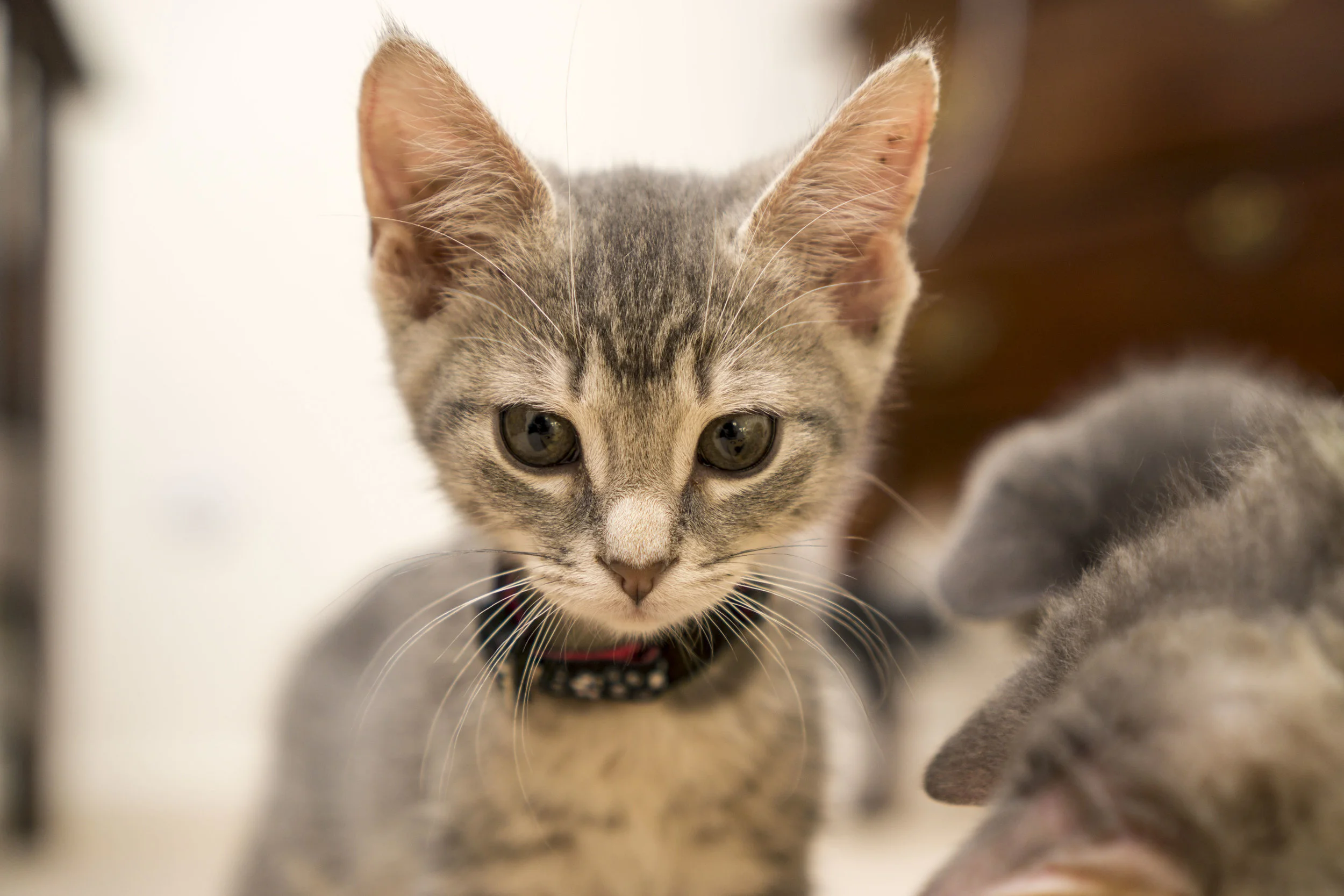 Cloudy - Male - Black Collar with Pawprint Design