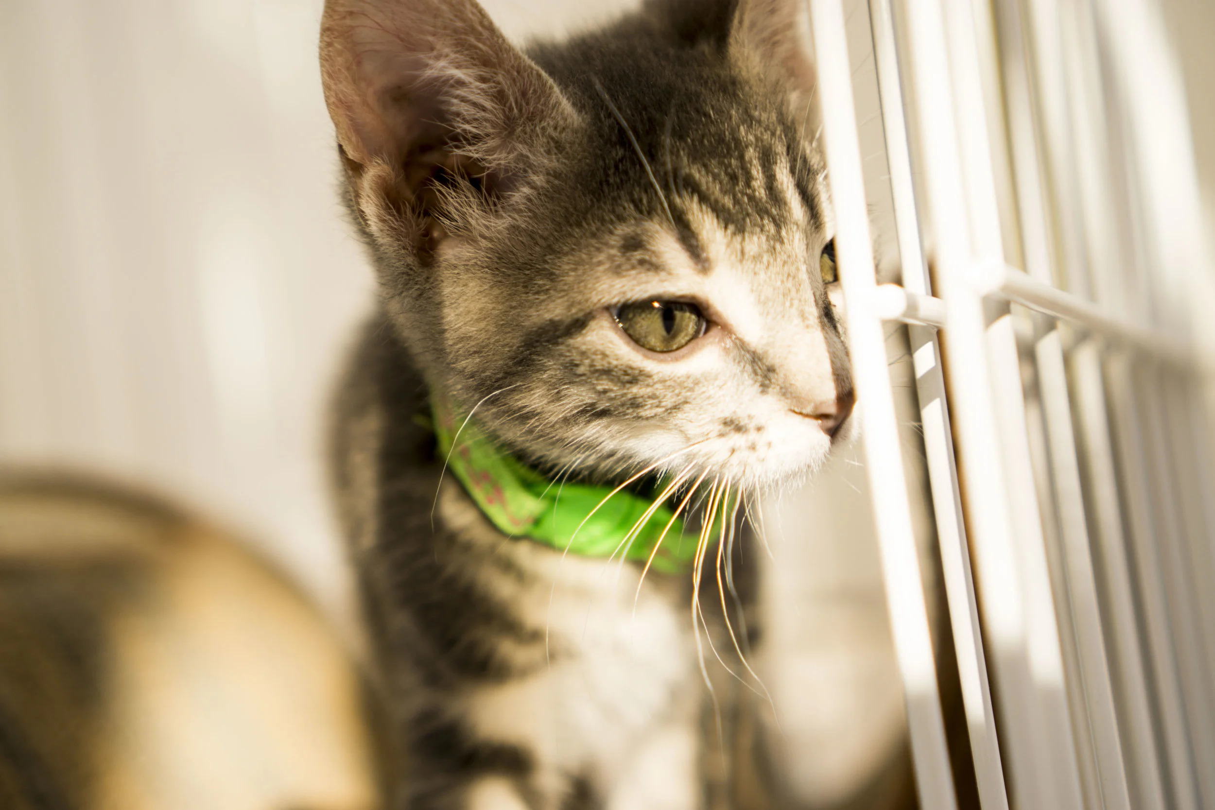 Stormy - Male - Green Collar with Pink Design