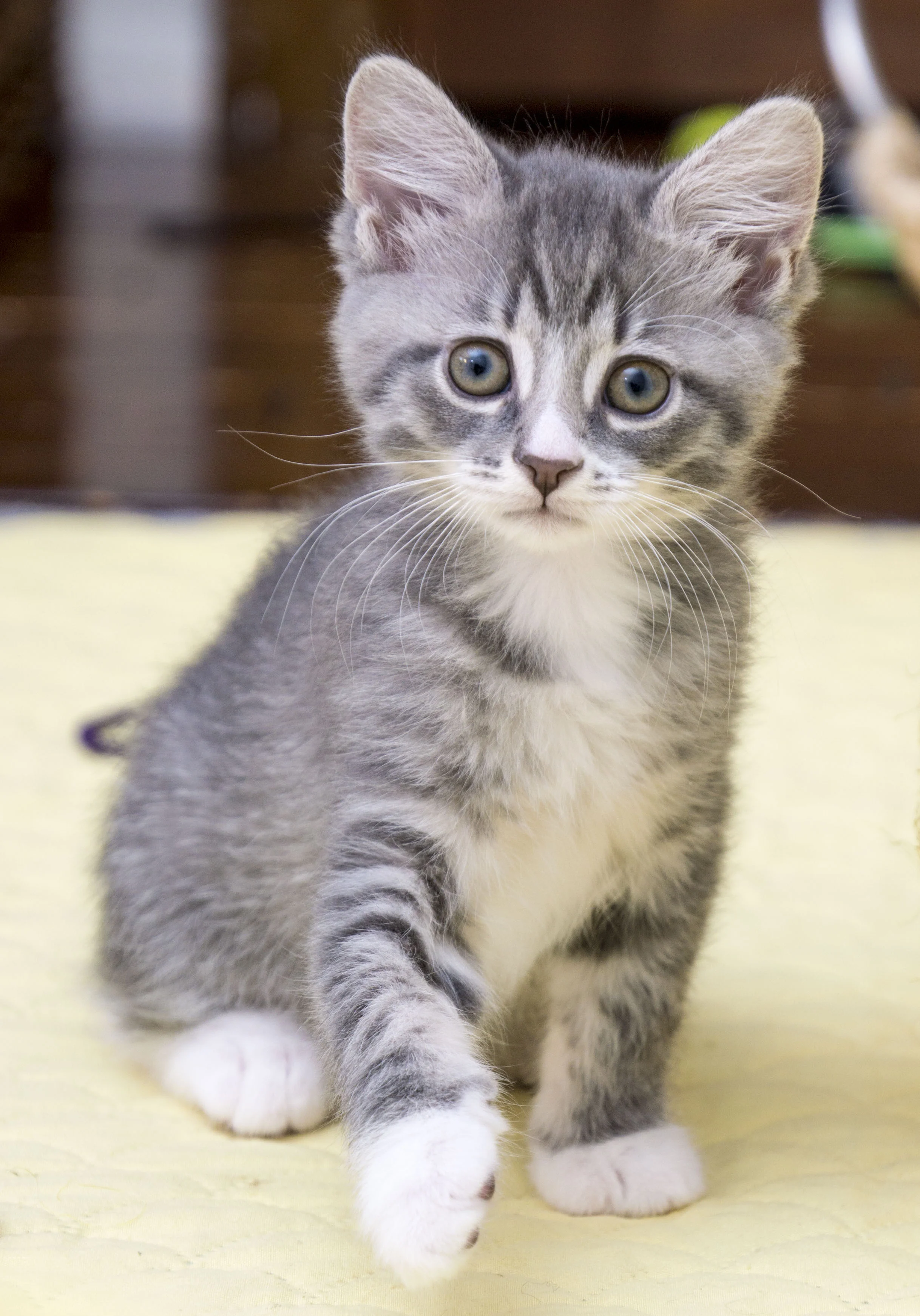 Cornell - Female - No Collar