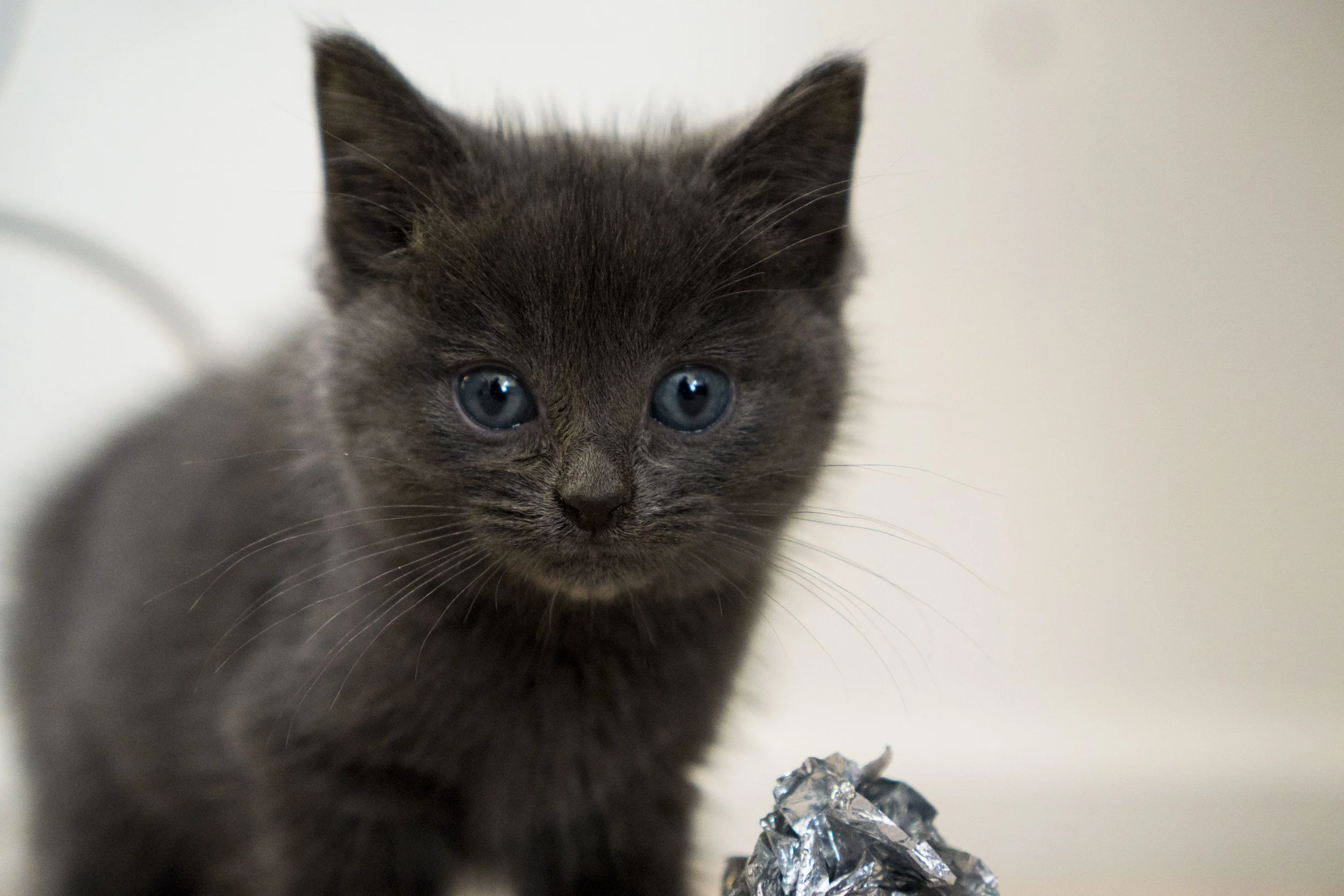 Basil - Male - Blue Collar