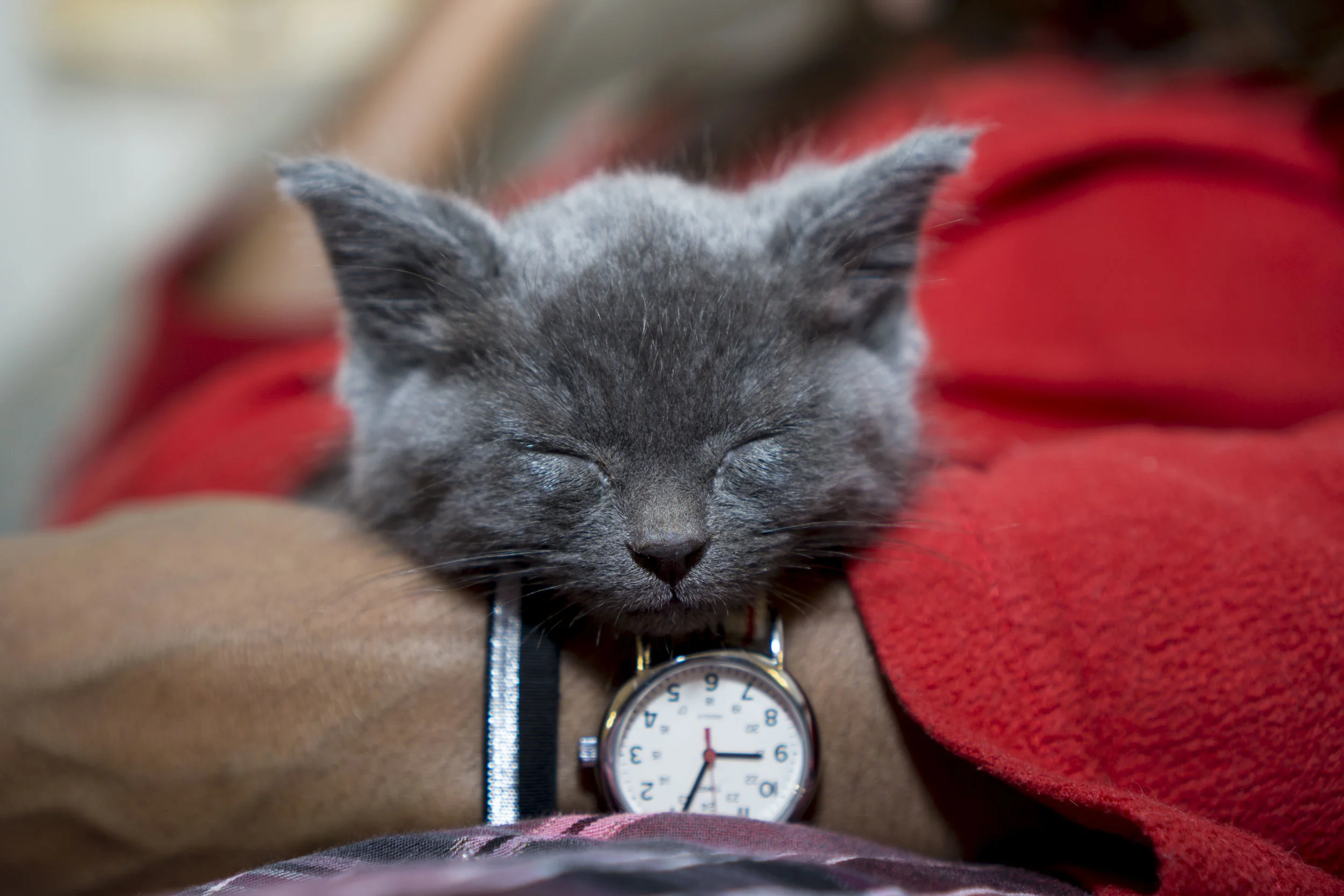 Welcome to "The Sprigs!"