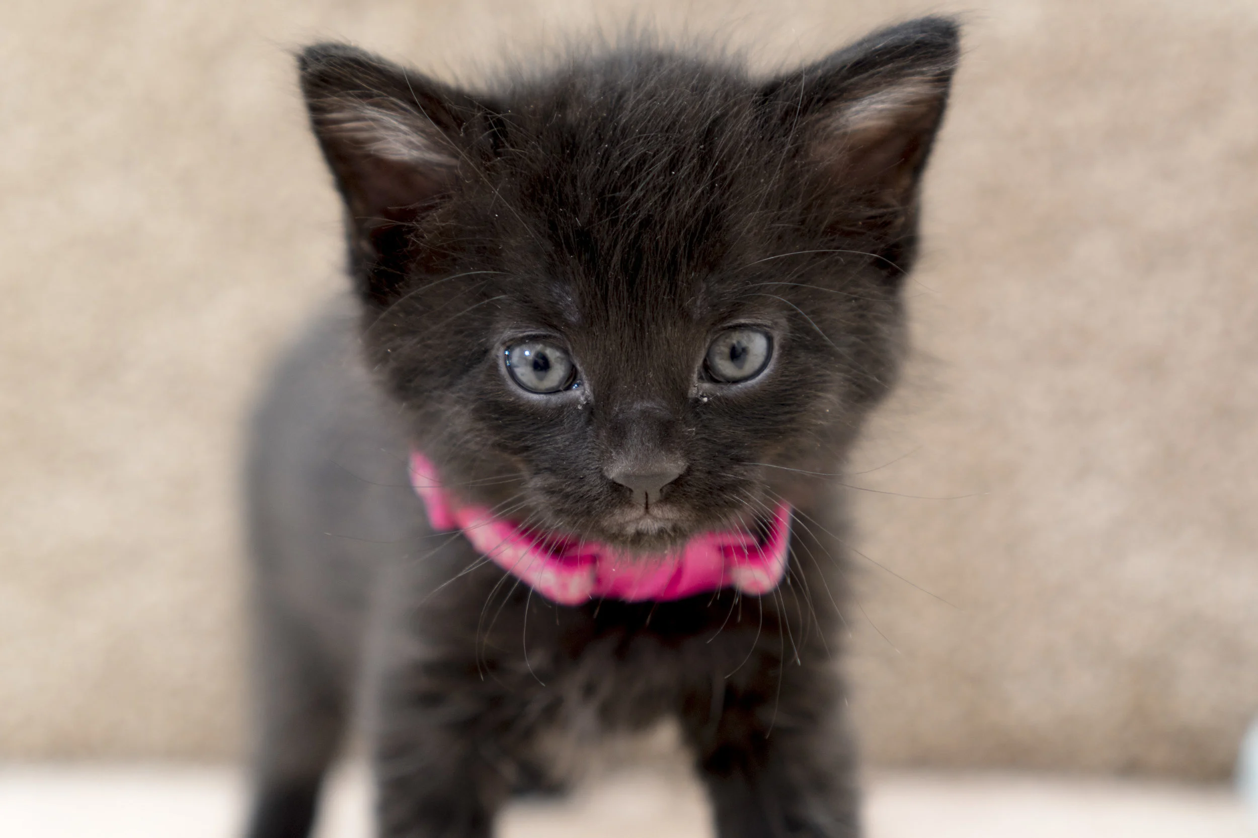 Jacquard "Jackie" - Female - Pink Collar
