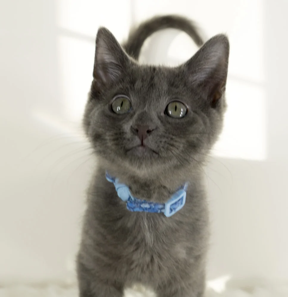 Basil