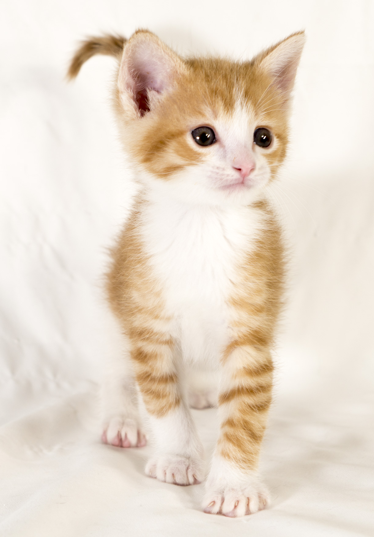 Charlie - Male