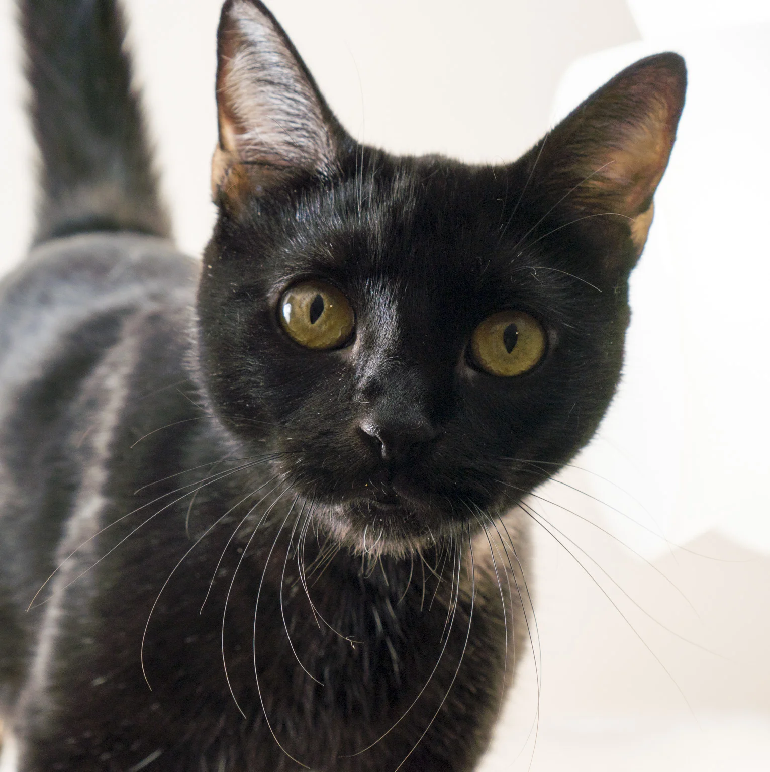 Velvet - Momcat