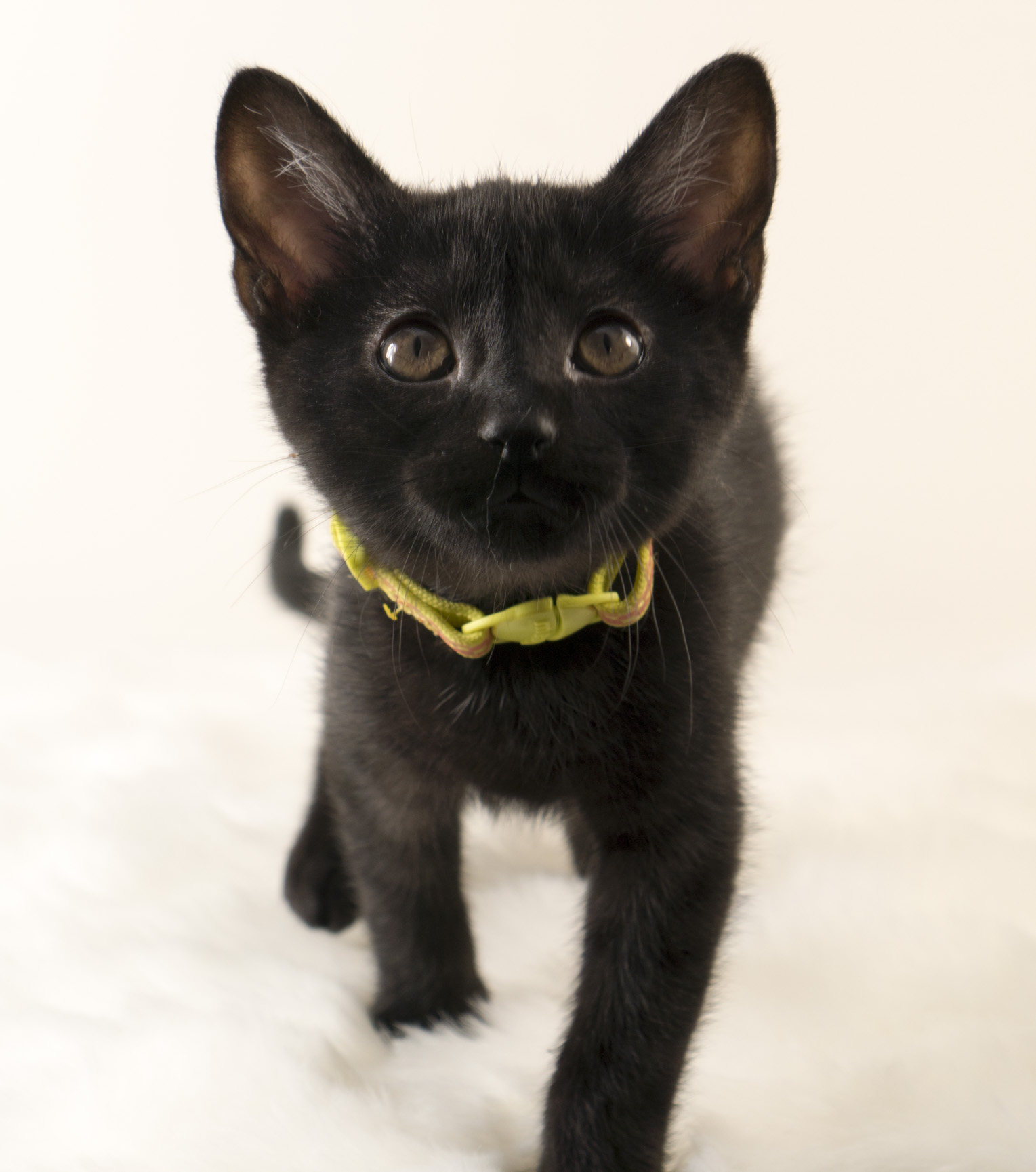 Merino - Female - Yellow/Orange Collar