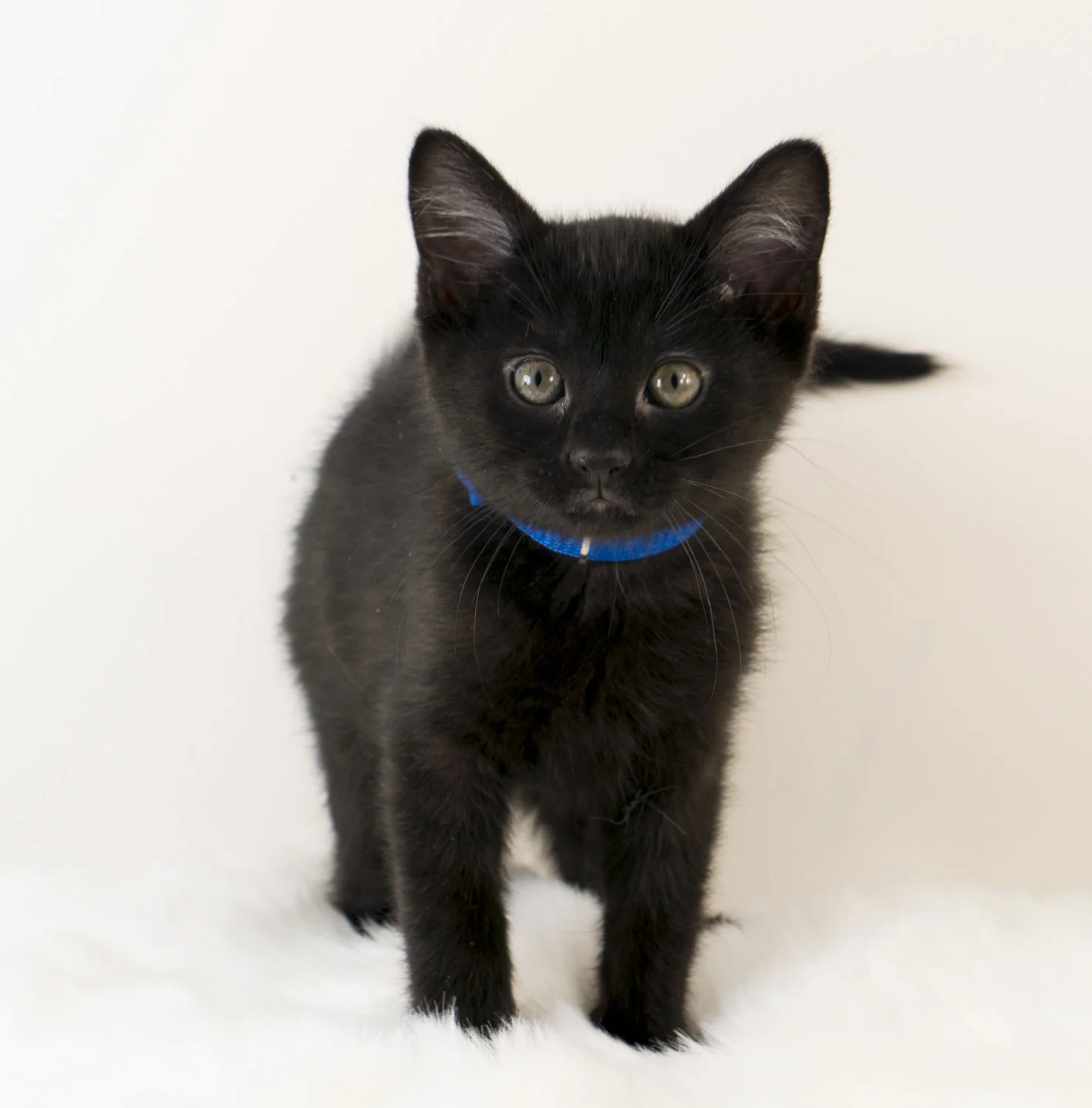 Chiffon - Female - Blue Collar