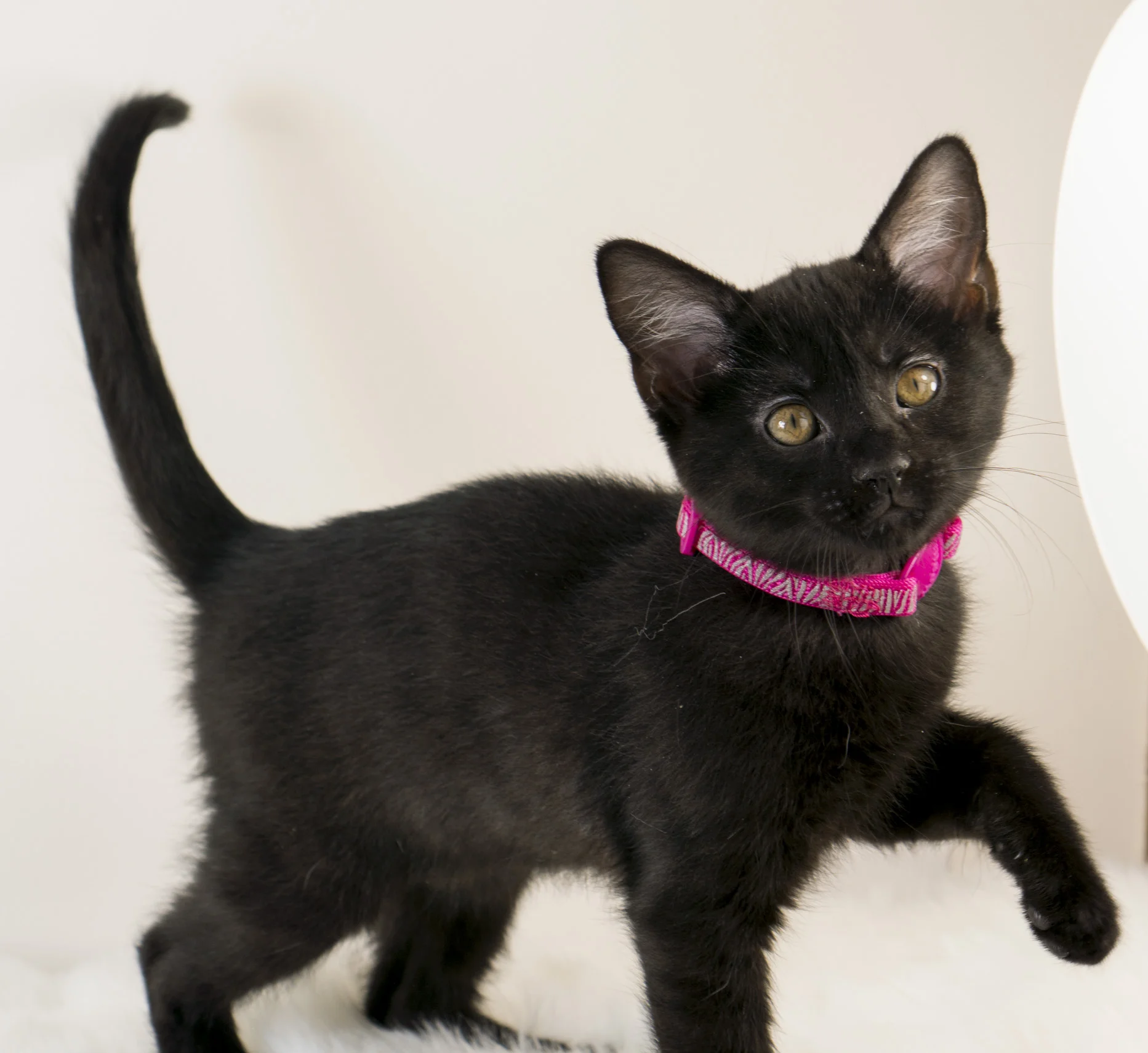 Jacquard - Female - Pink Tiger Stripe Collar
