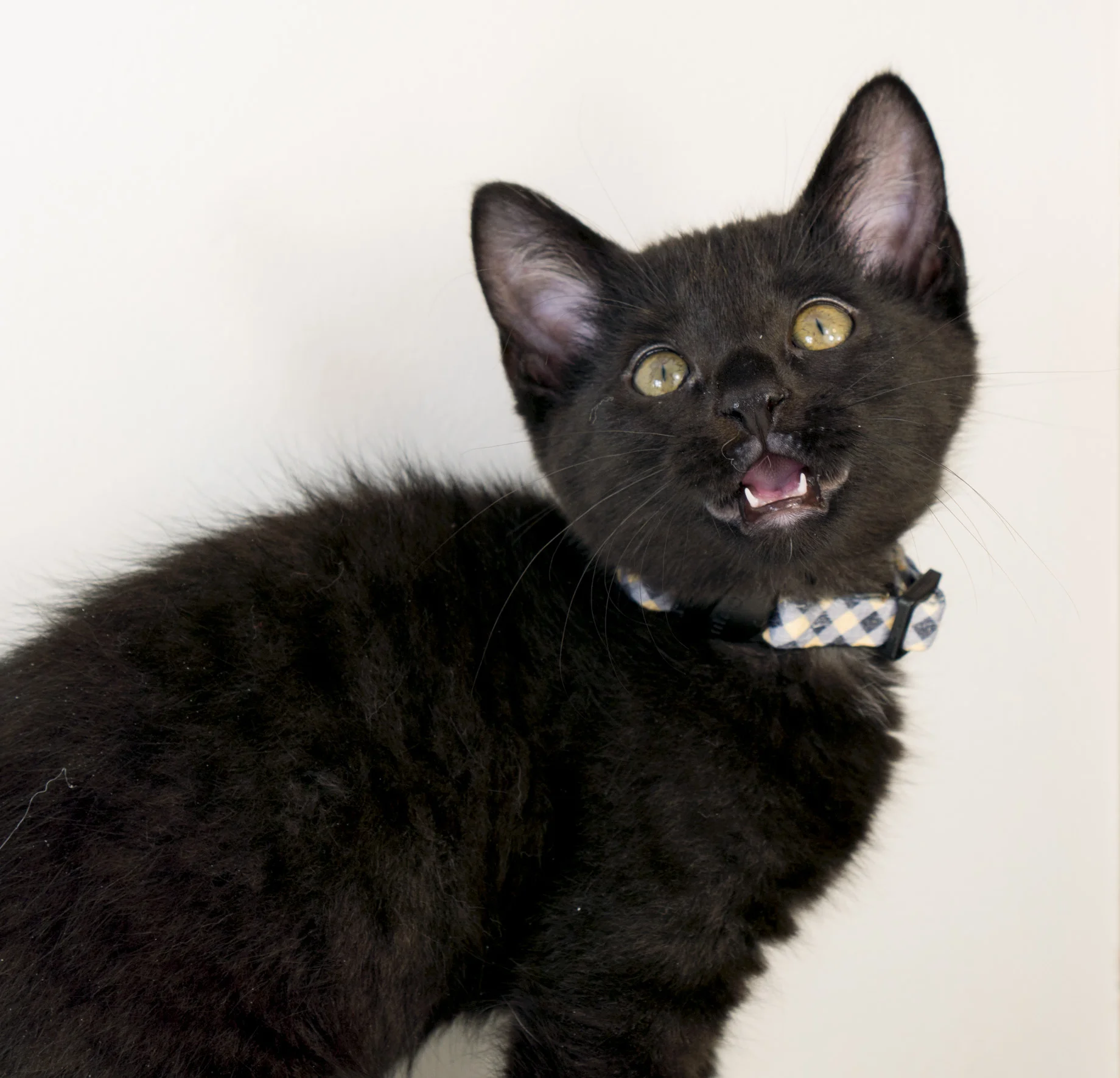 Flannel wants to talk to you about adopting all her sisters.