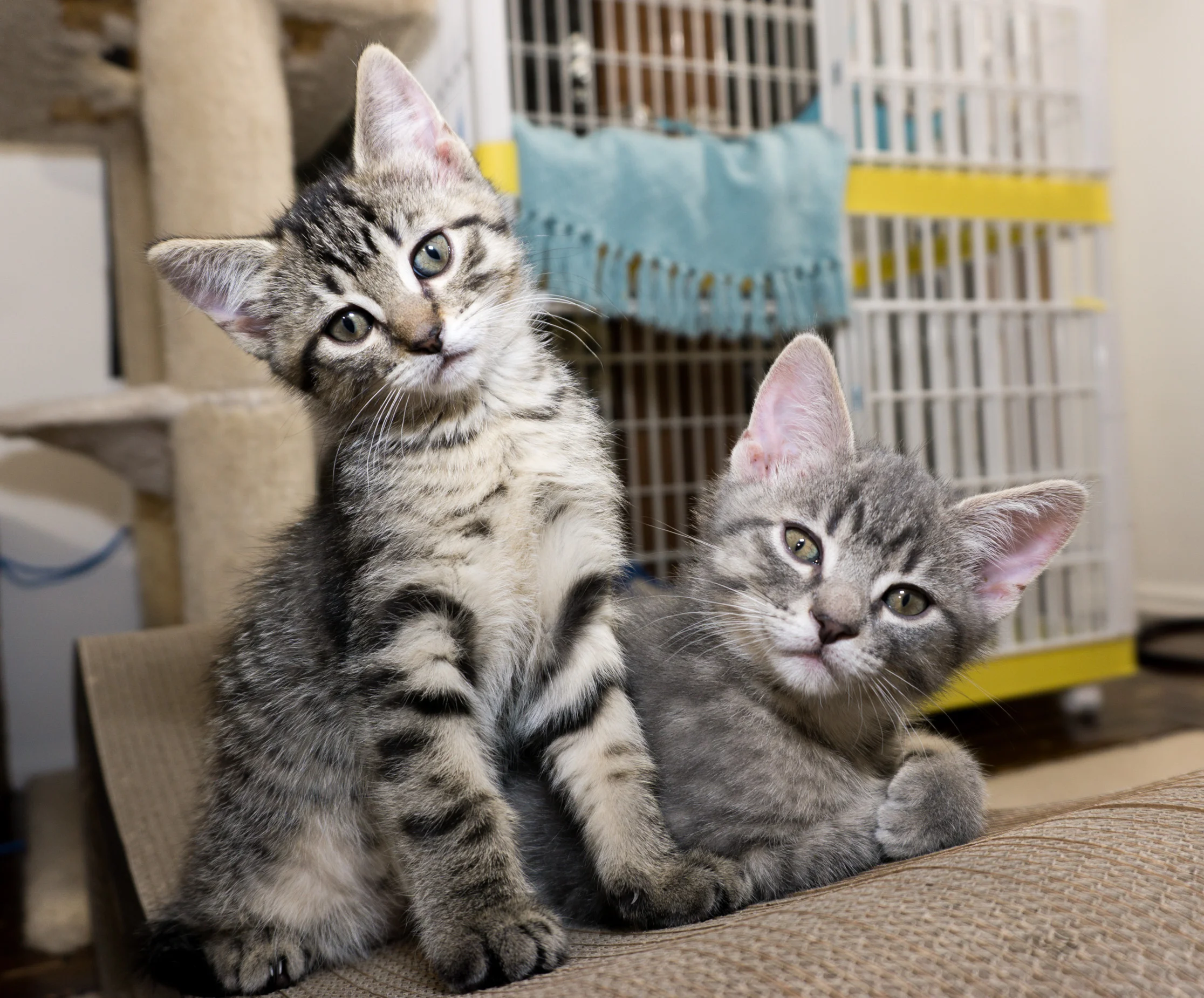 Together Furever!