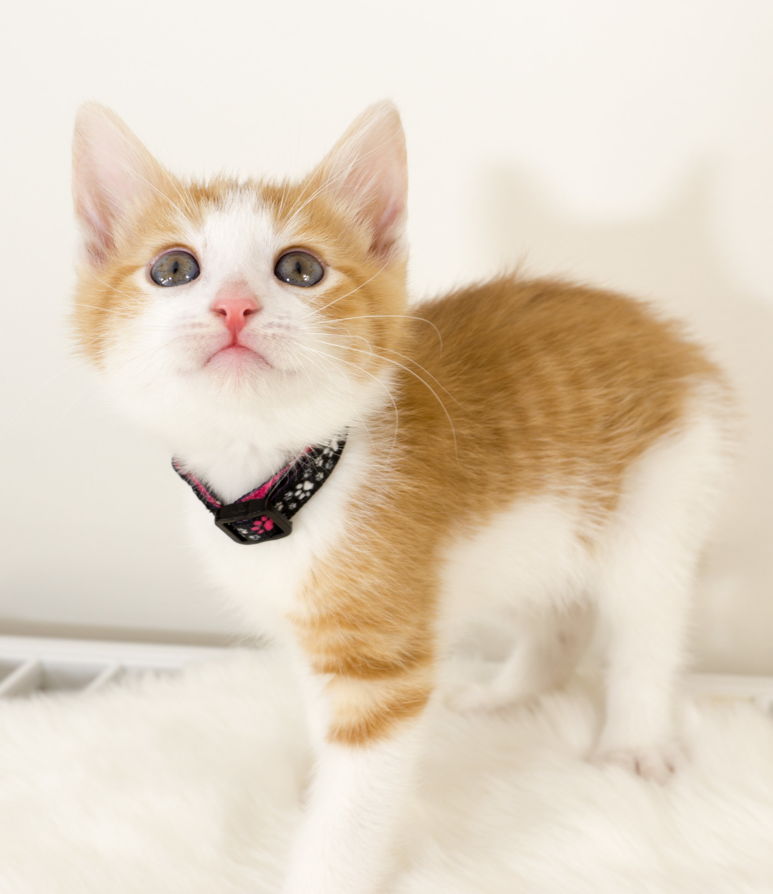 Caramel - Male