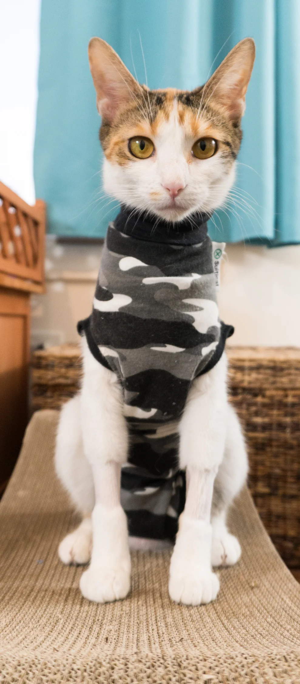 Secret Agent Momcat Star is always prepared for the next mission!