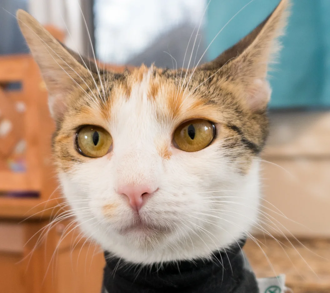 Coffee Cats Graduation!