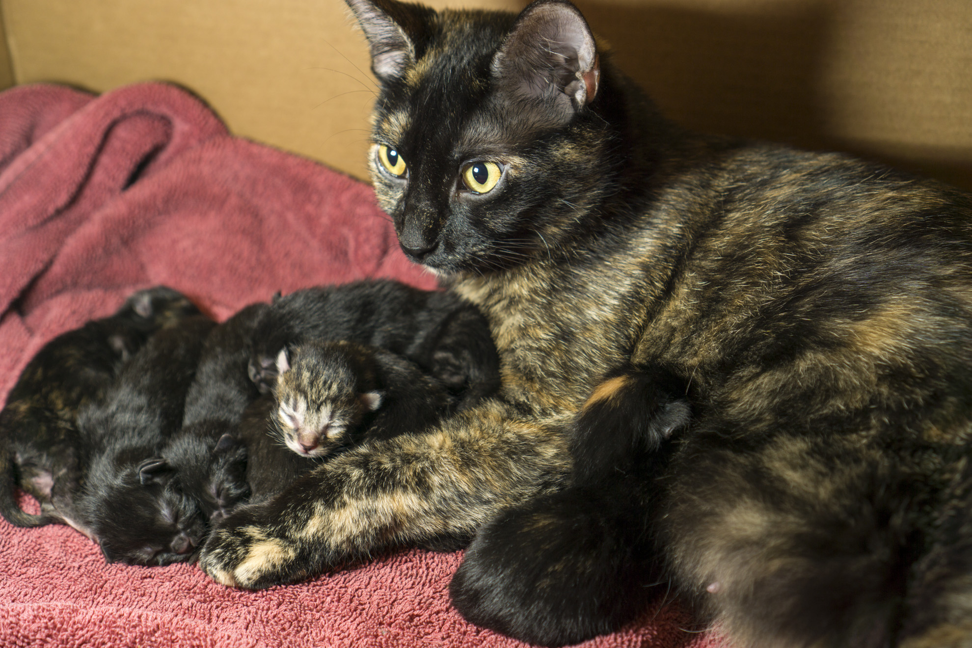 Hazel and her Seven Kittens!