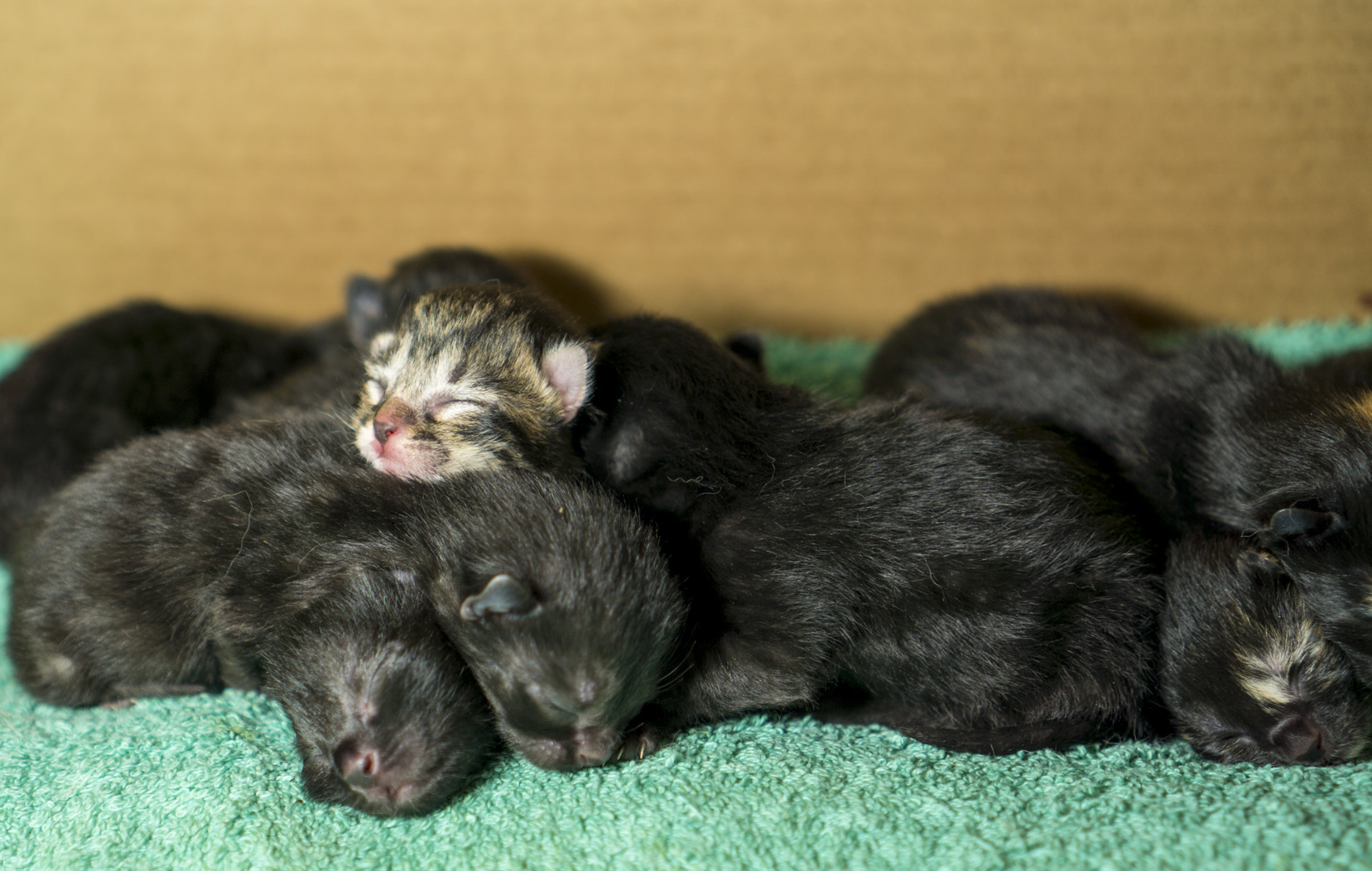 Hazel's Kittens