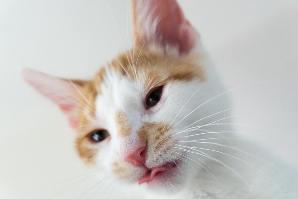 Latte is a very serious cat.