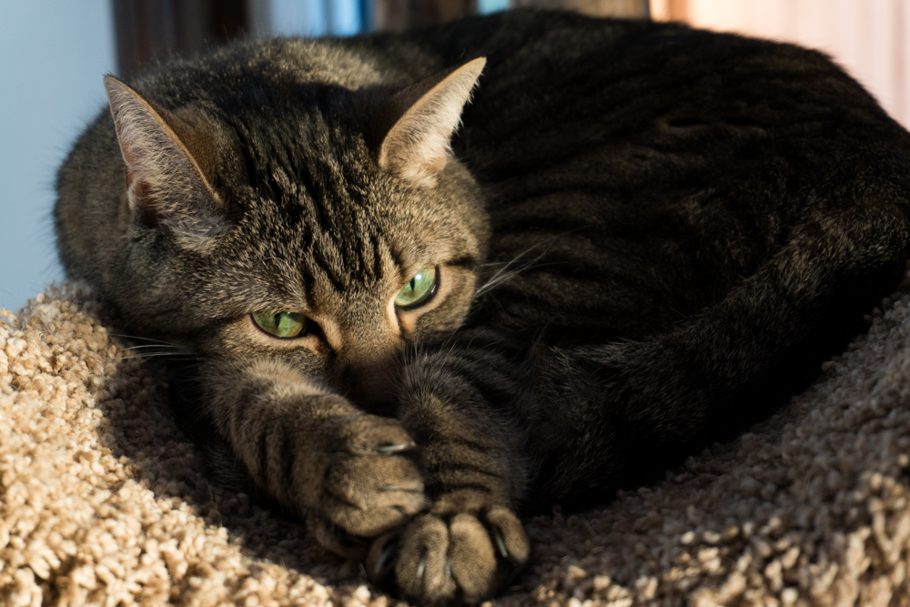 Eddie/Toonki enjoys a rest.