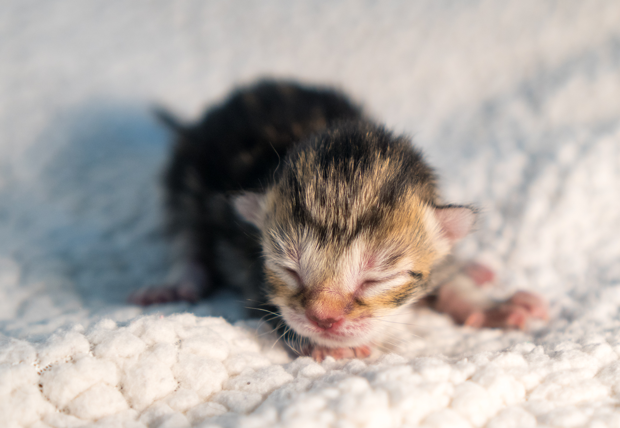 Introducing Roux's Pâte à Choux
