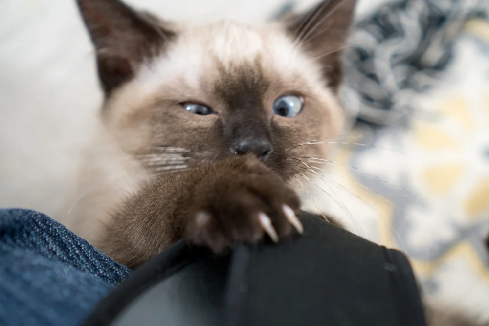 Cha-Cha wants to help with the camera.