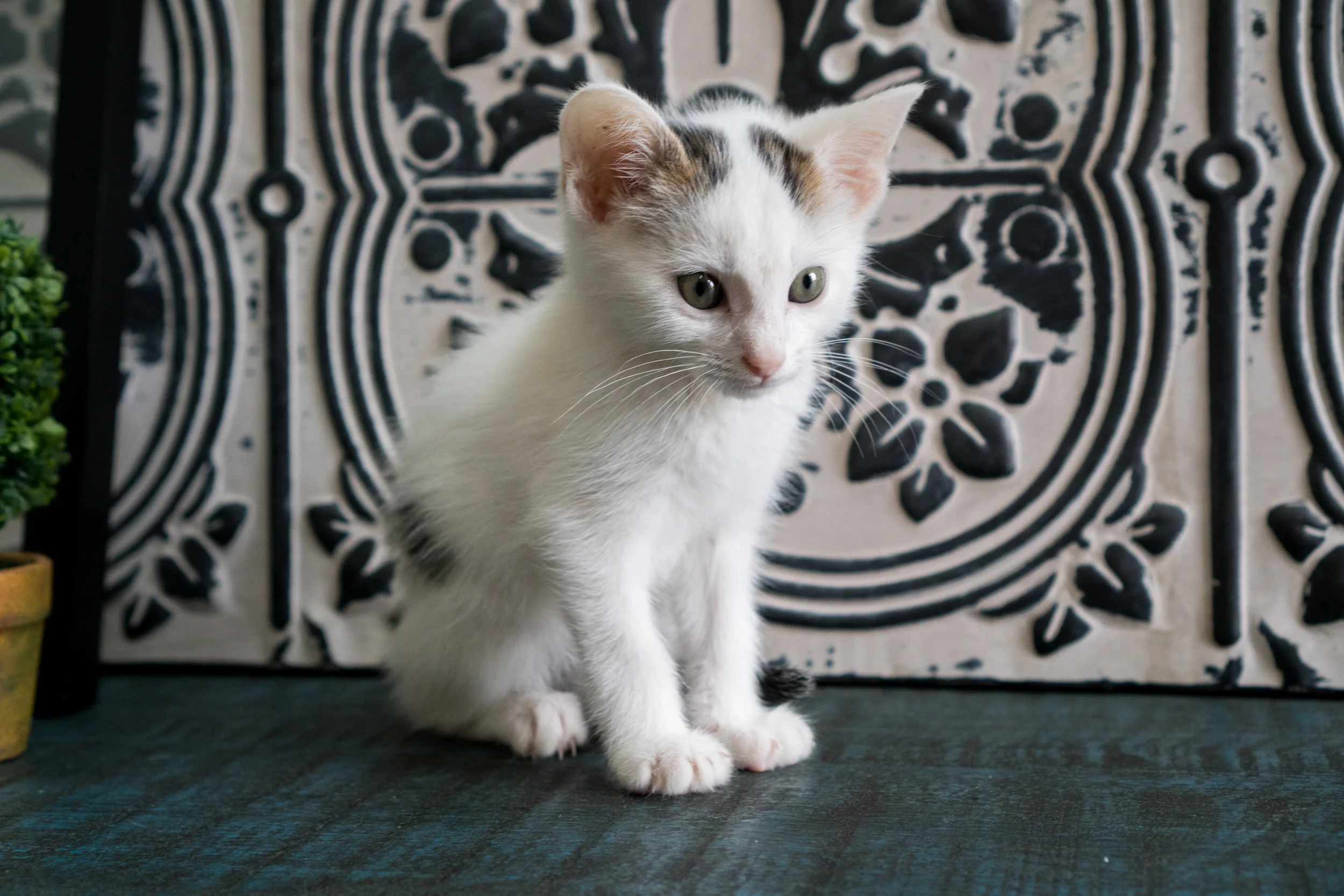 Babaganoush - Male - Black markings on flanks.