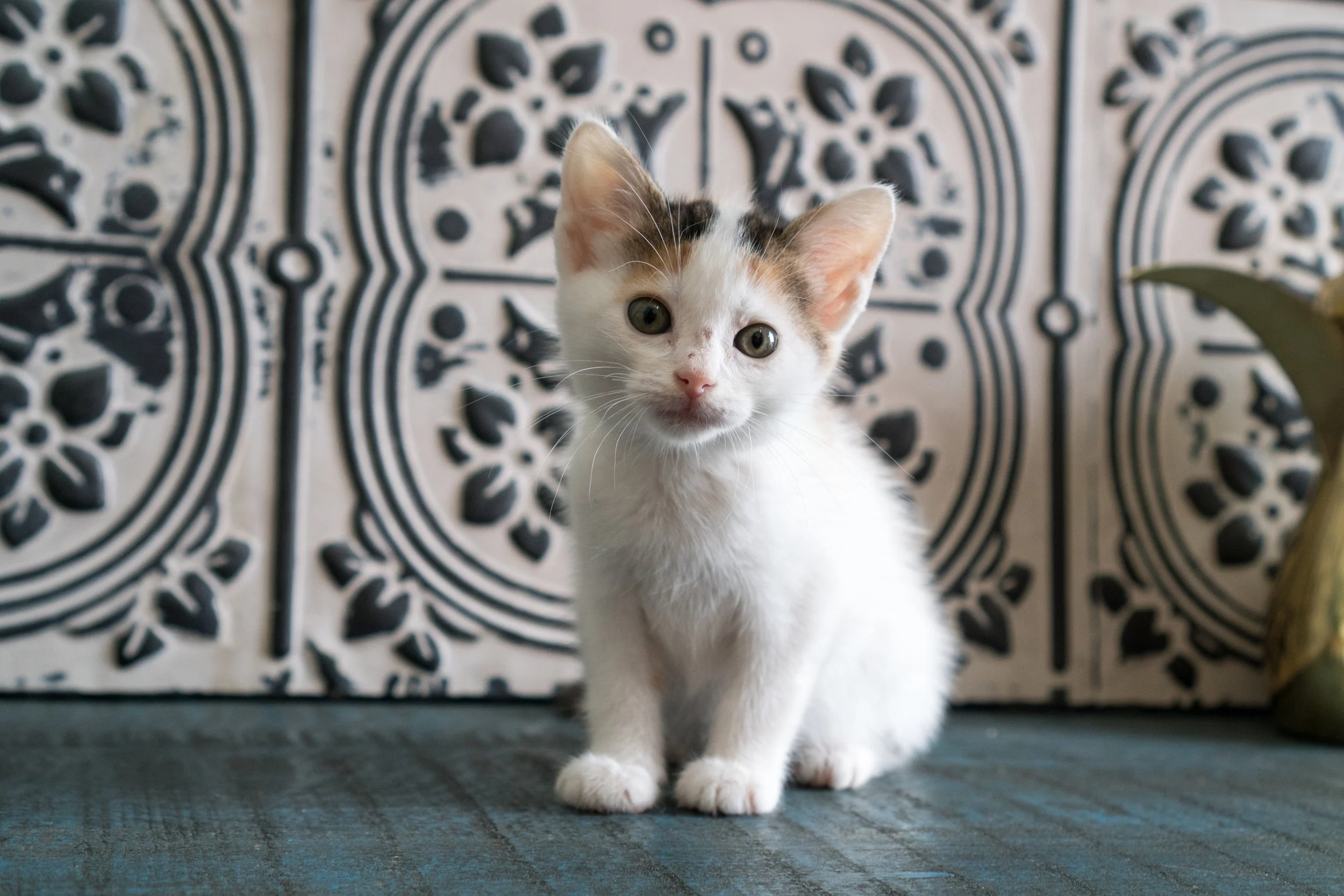 Tahini - Female - Sparse calico on back