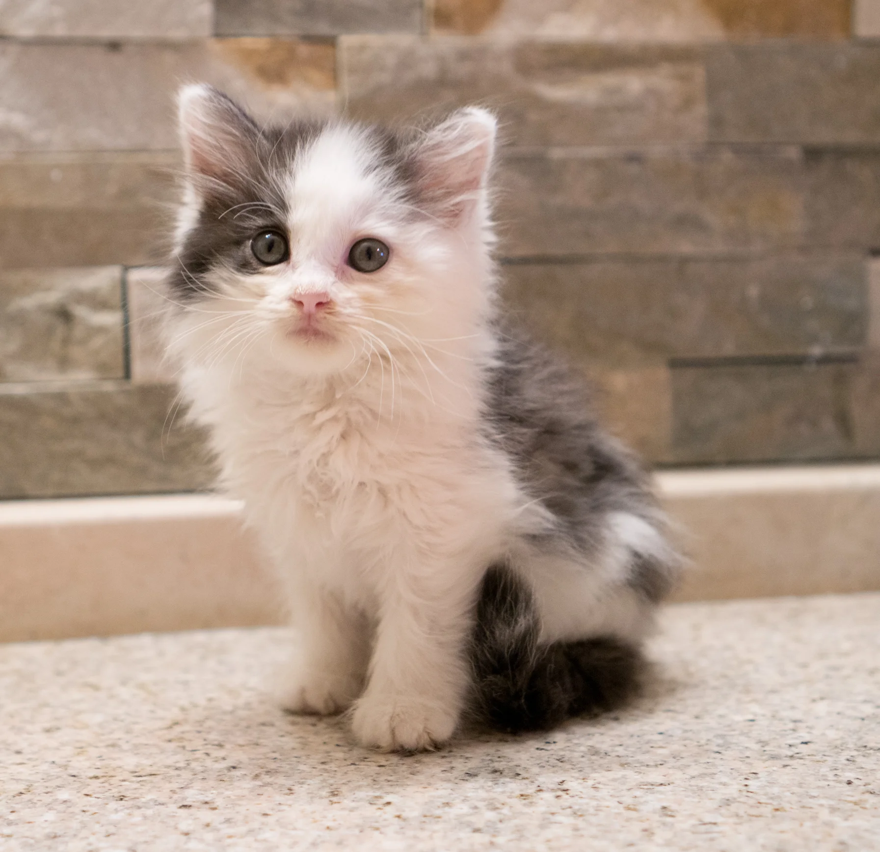 Eucalyptus - Female - 4 weeks