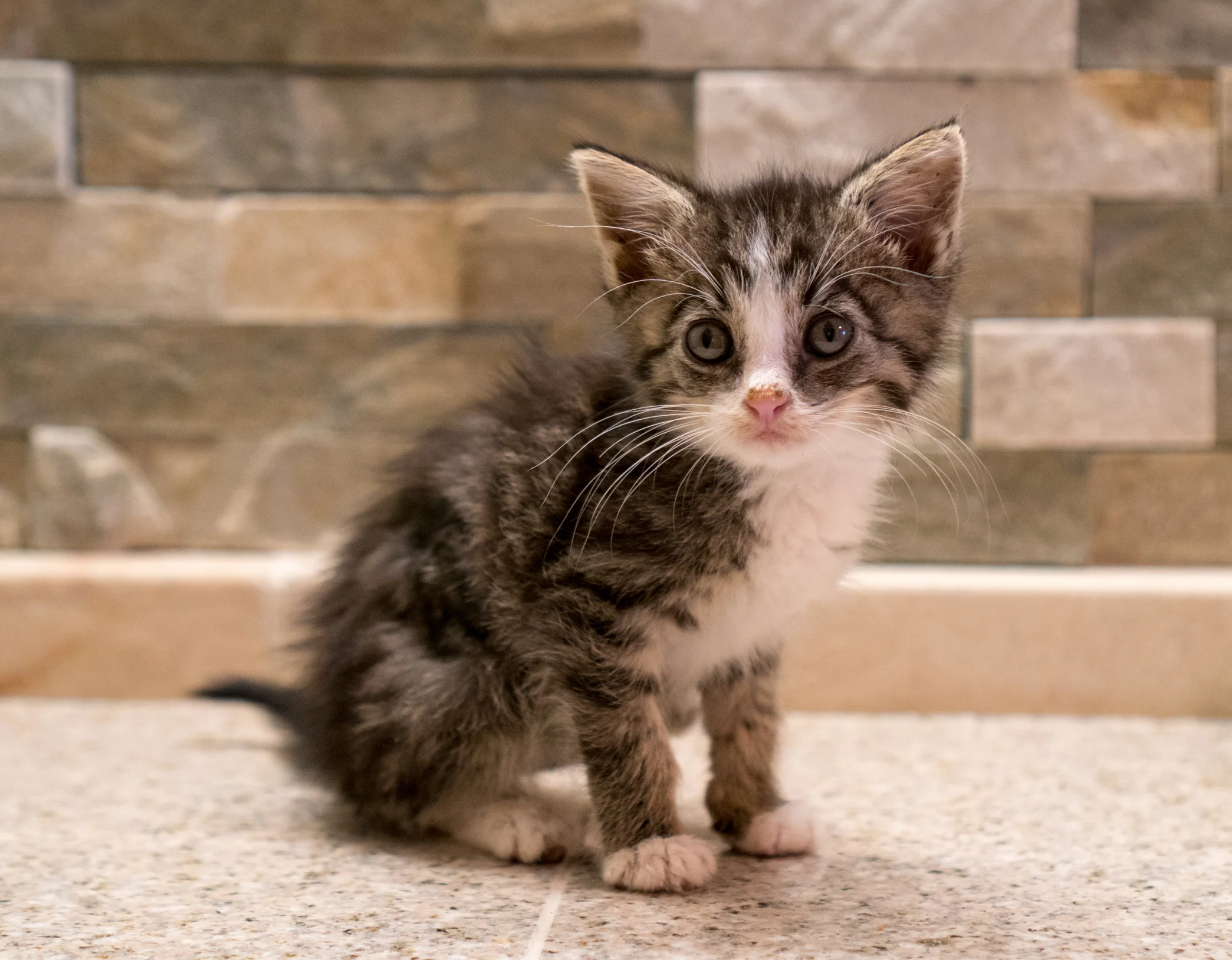 Elderberry - Male - 4 weeks