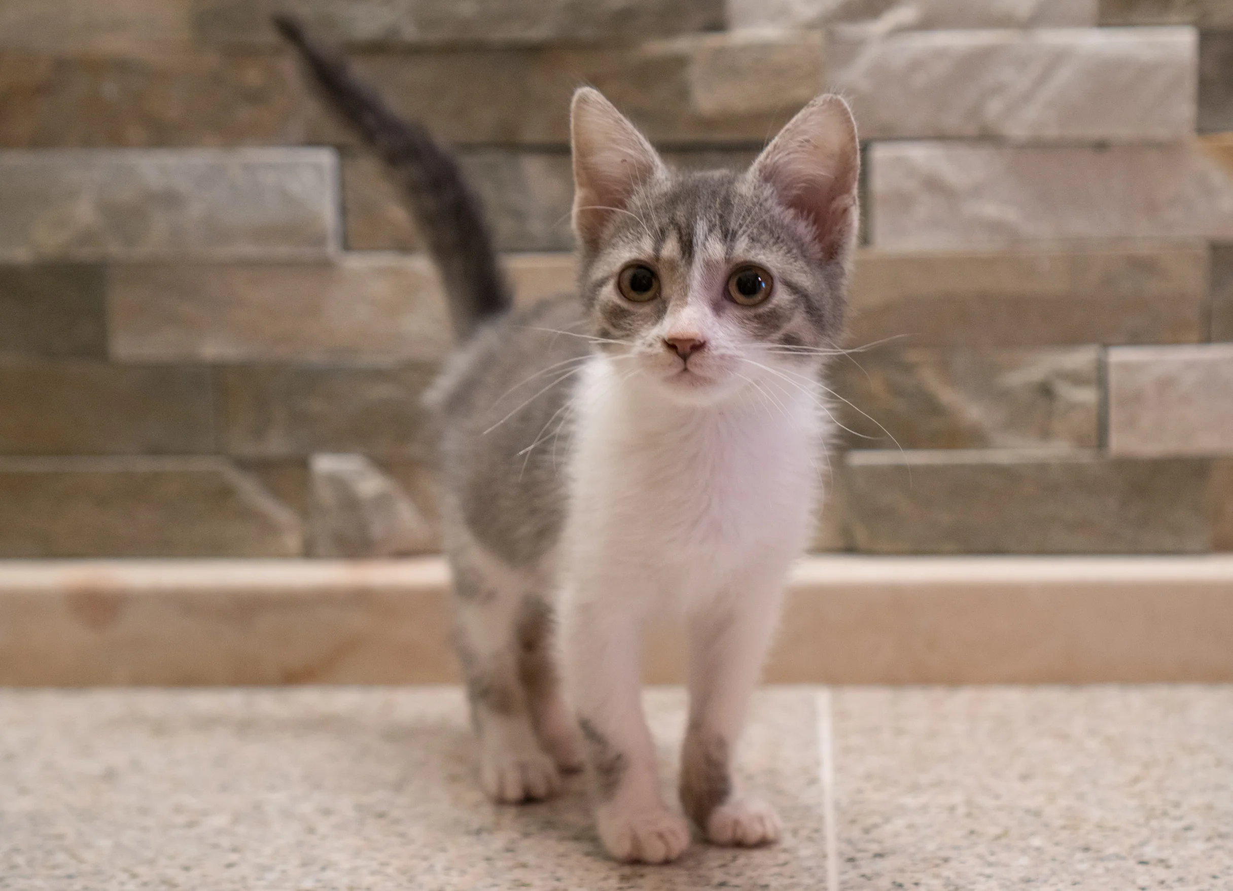 Gingko - Female - 7-8 weeks